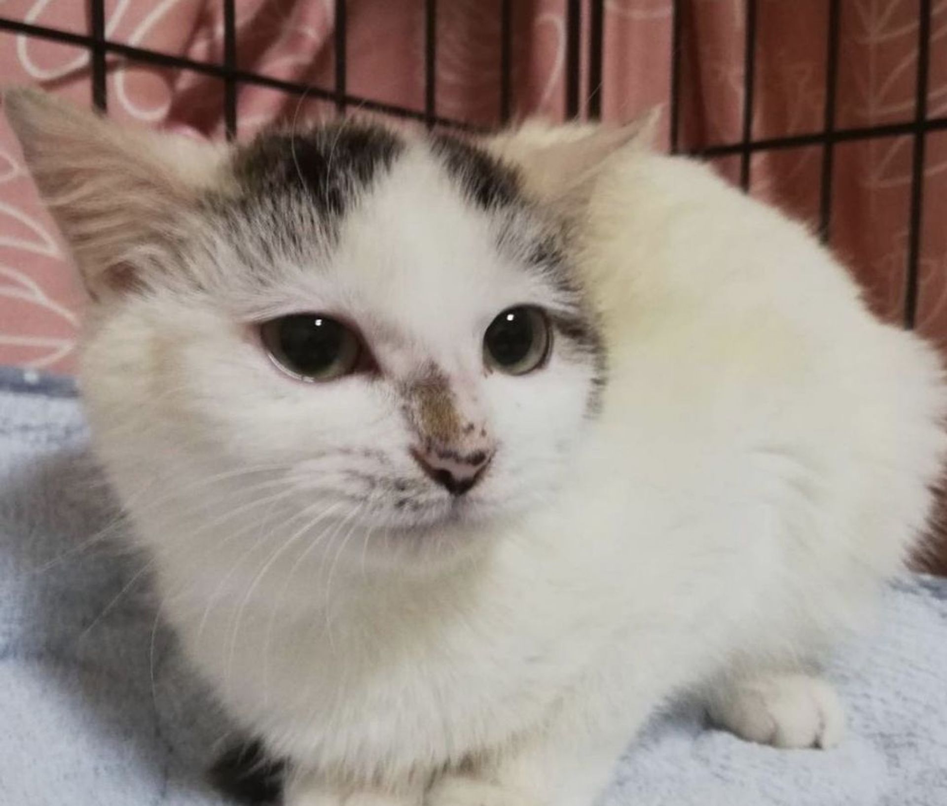 雑種（ミックス猫）・メスの里親募集の写真