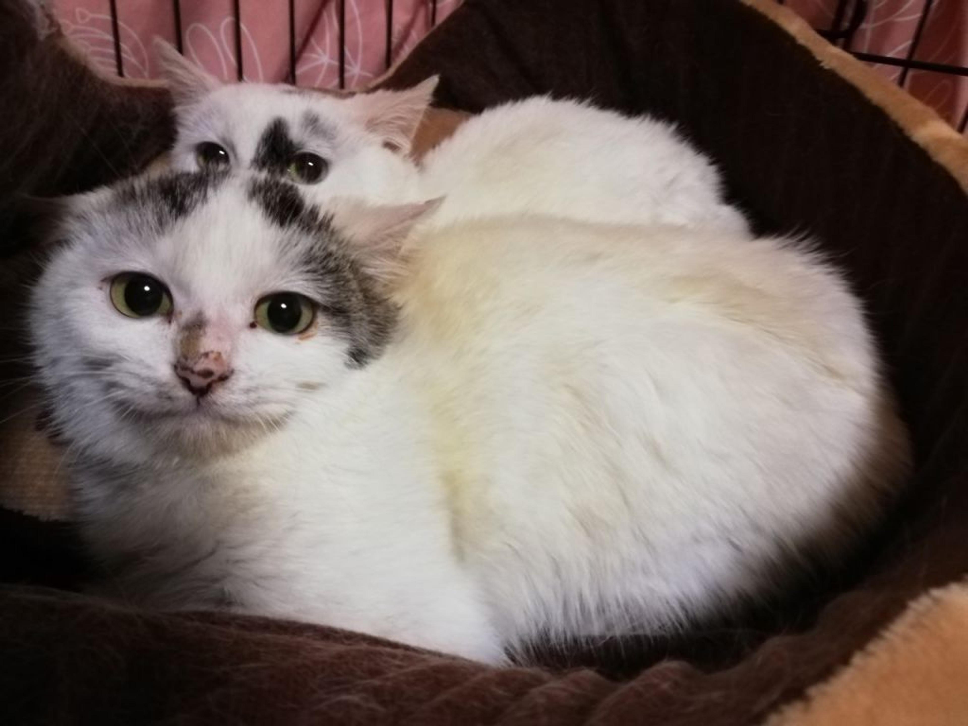 pet-image-2