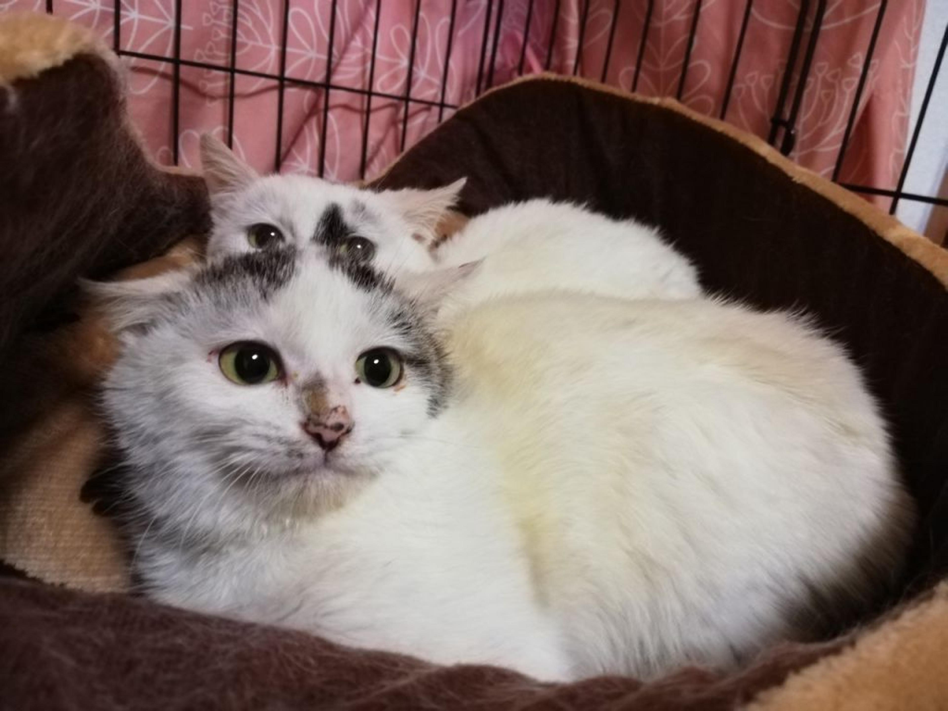 pet-image-3
