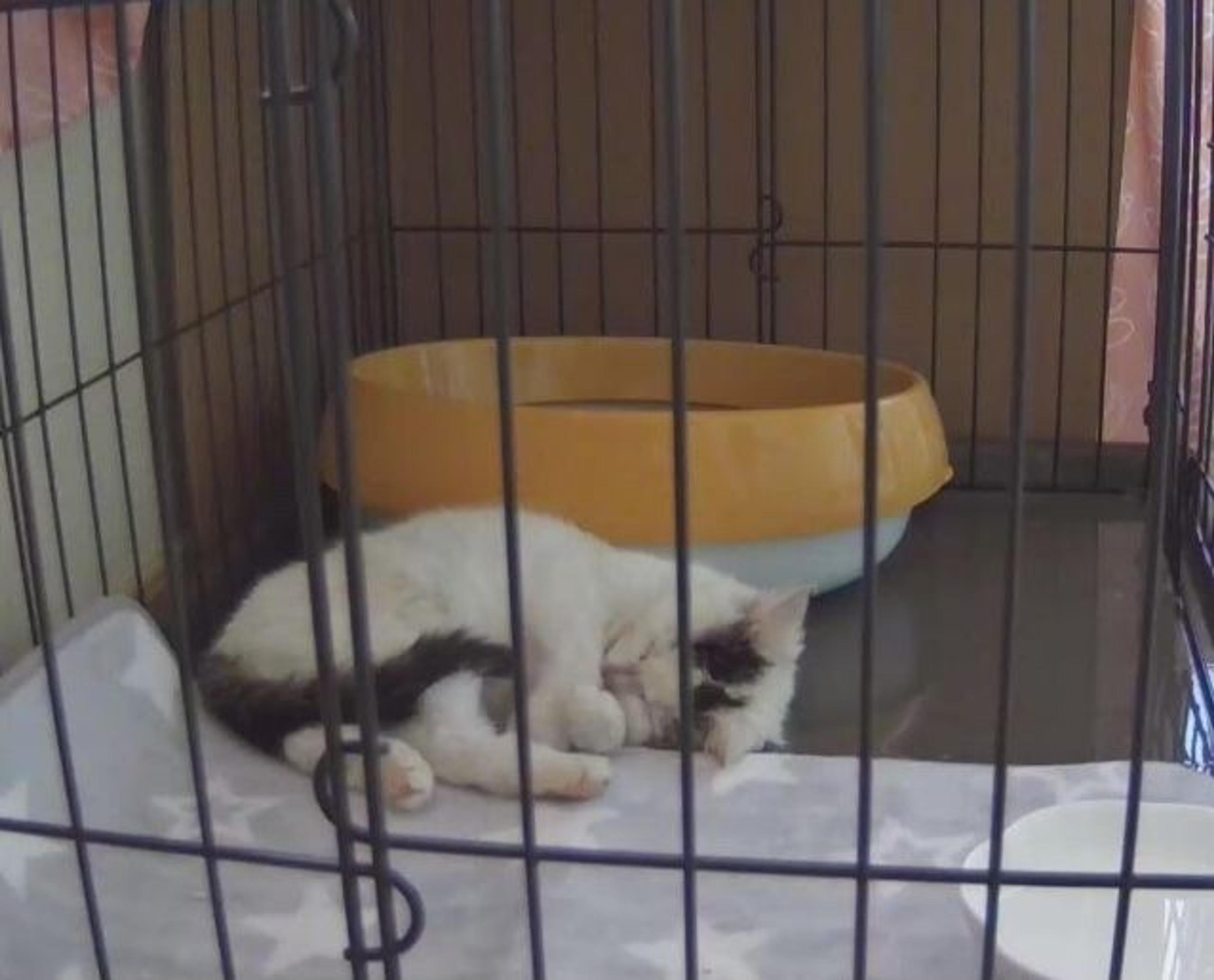 pet-image-4