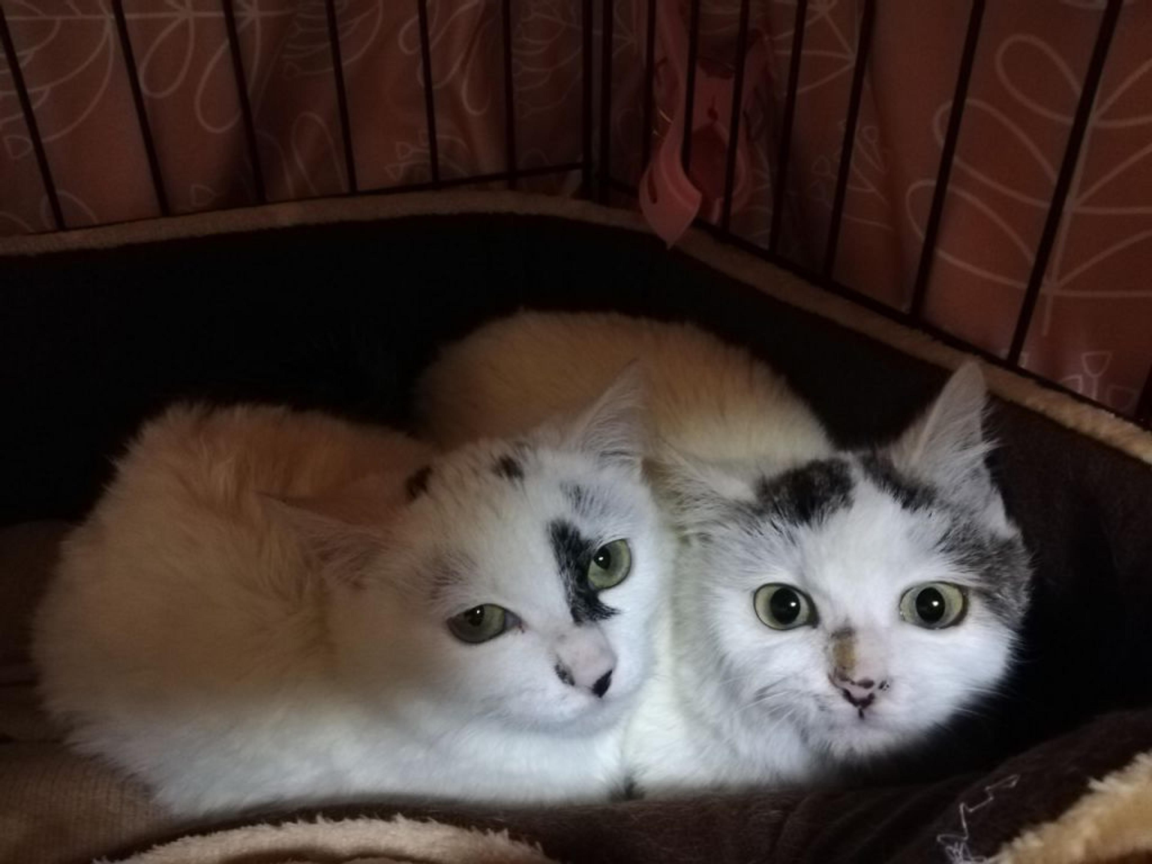 pet-image-5