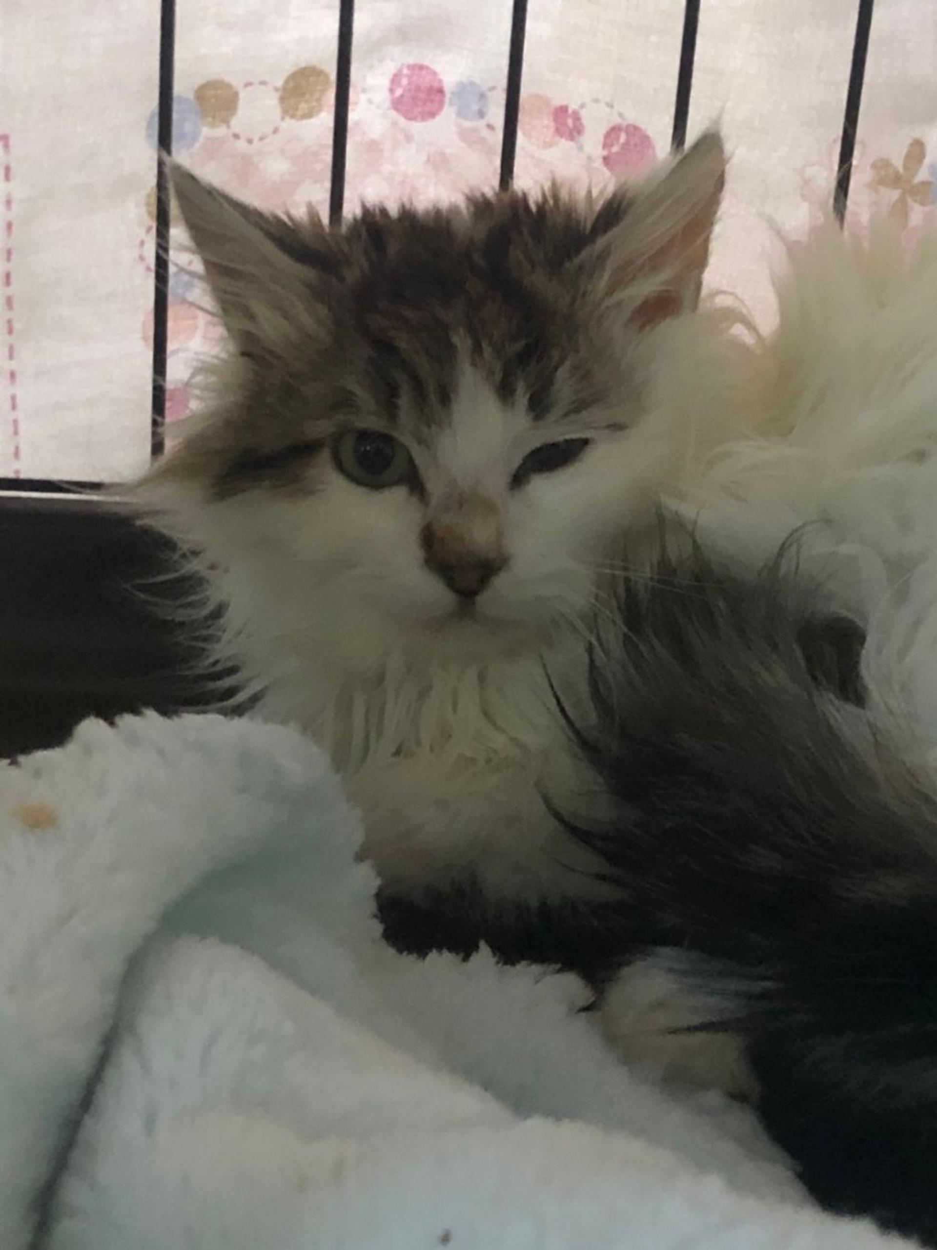 pet-image-2