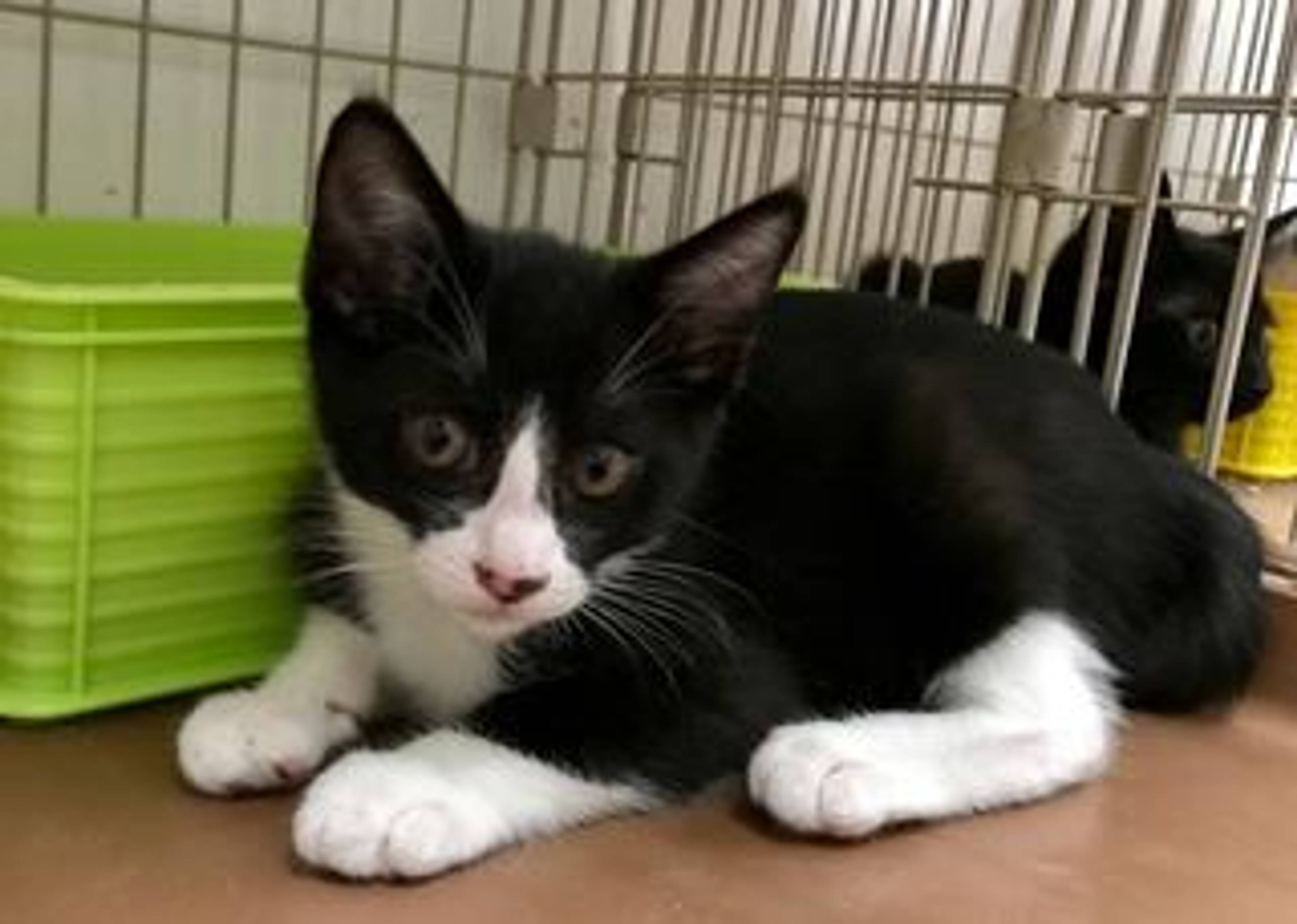 雑種（ミックス猫）・オスの里親募集の写真