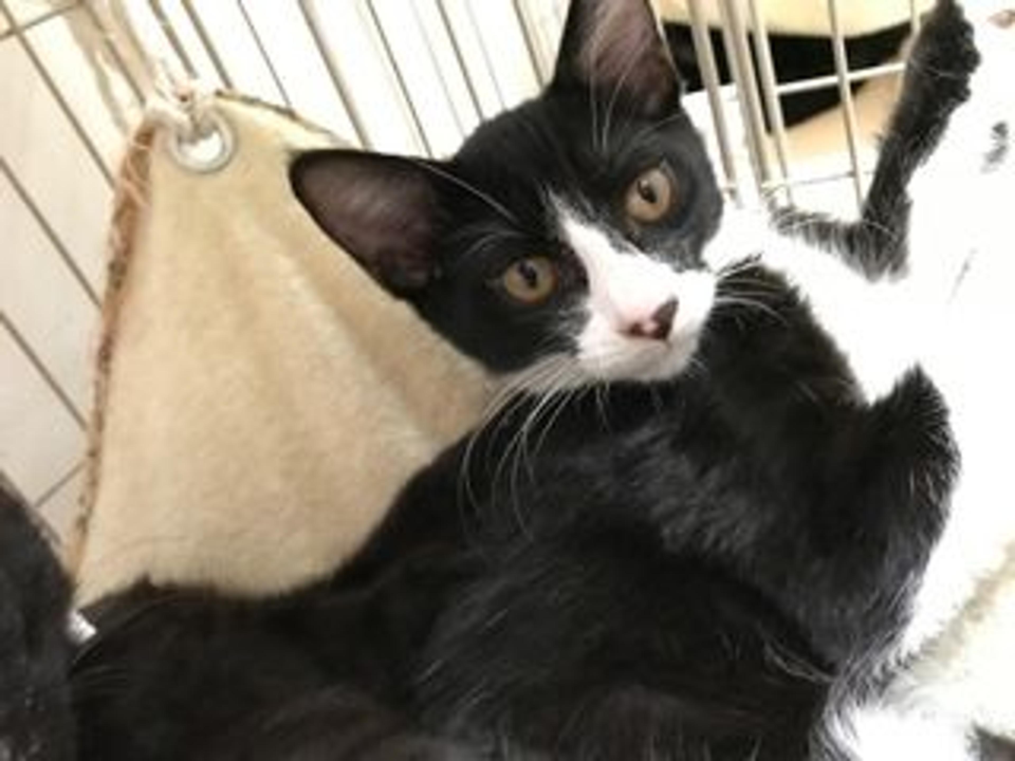 pet-image-2