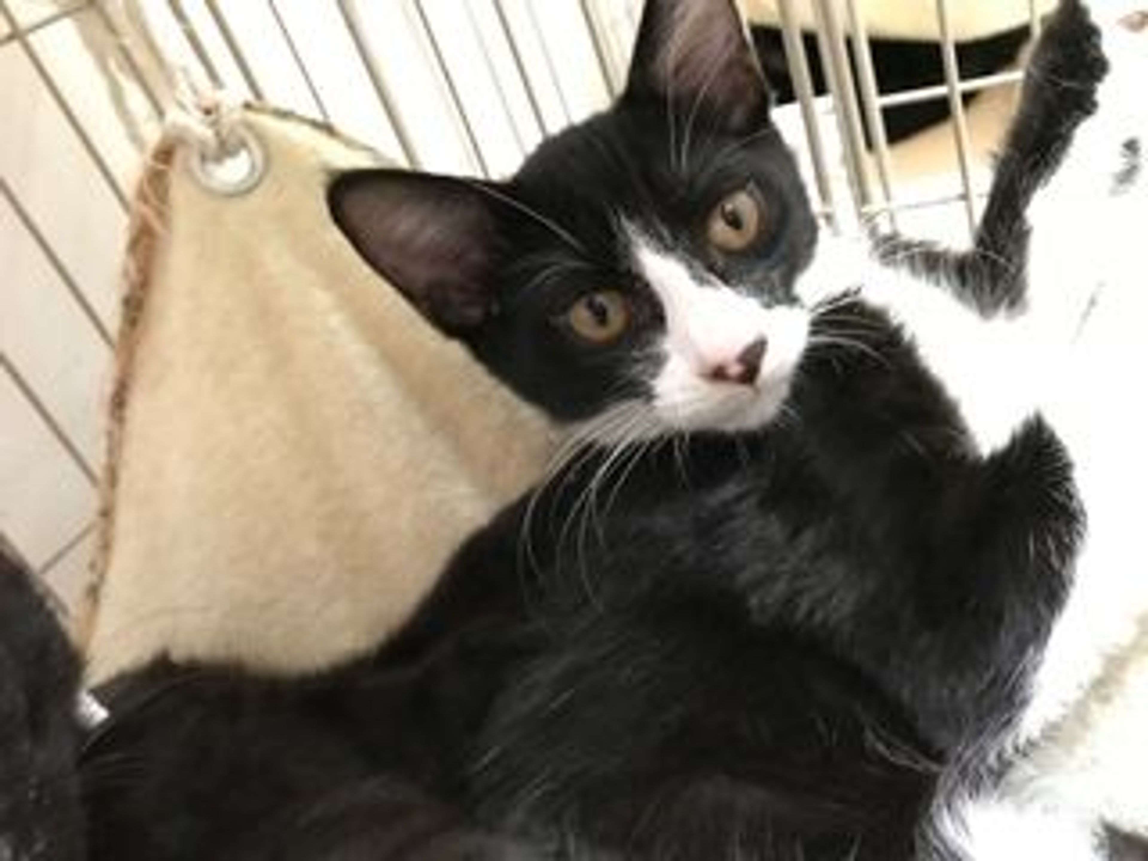 pet-image-2
