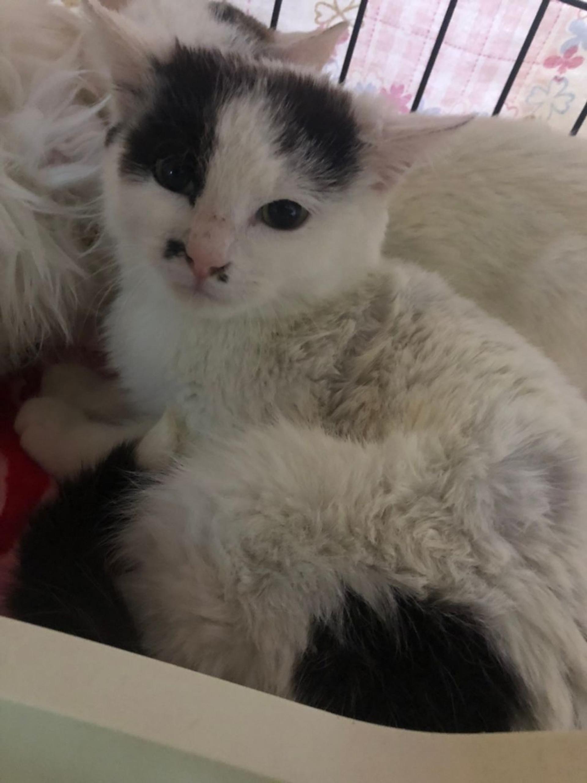 pet-image-4