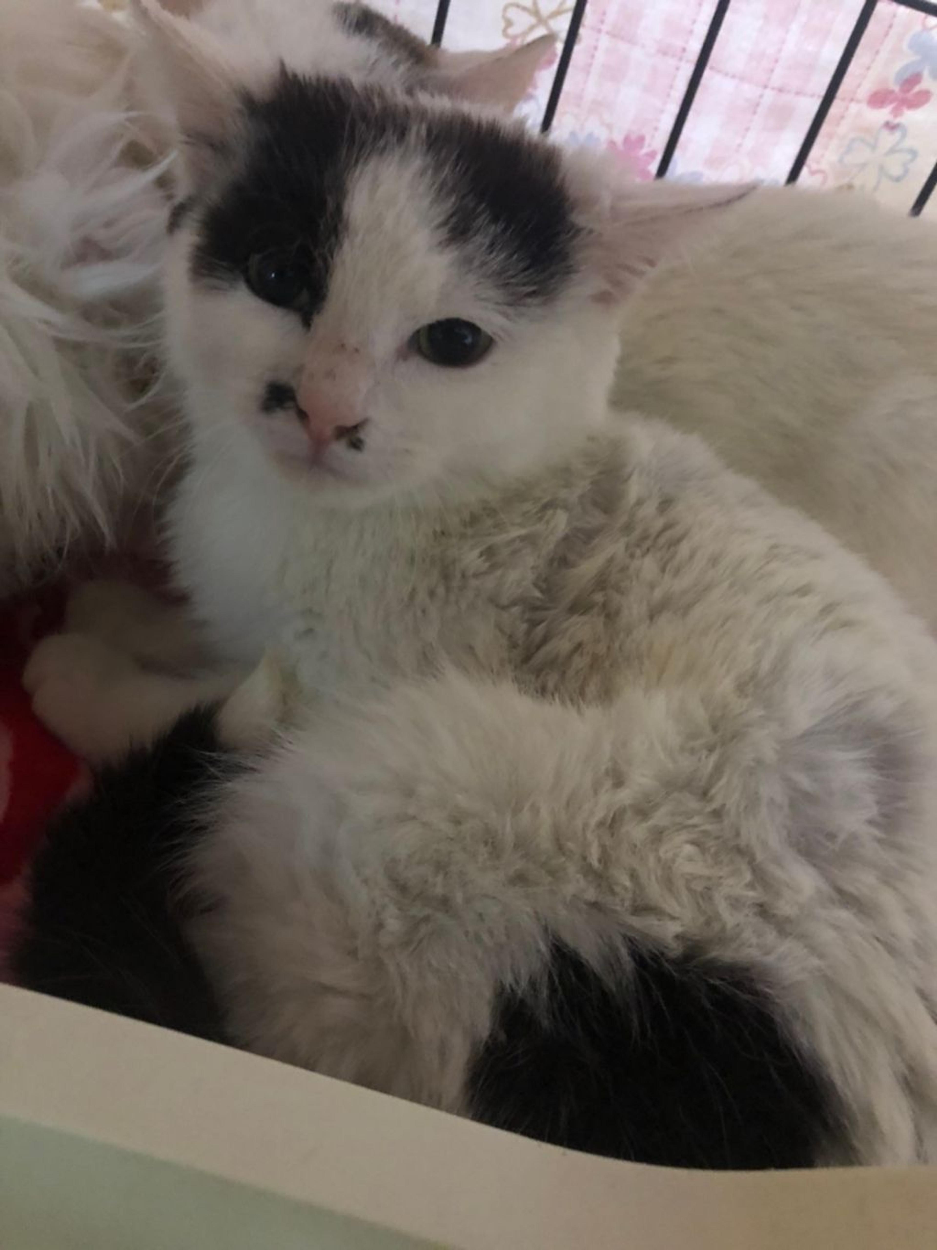 pet-image-4
