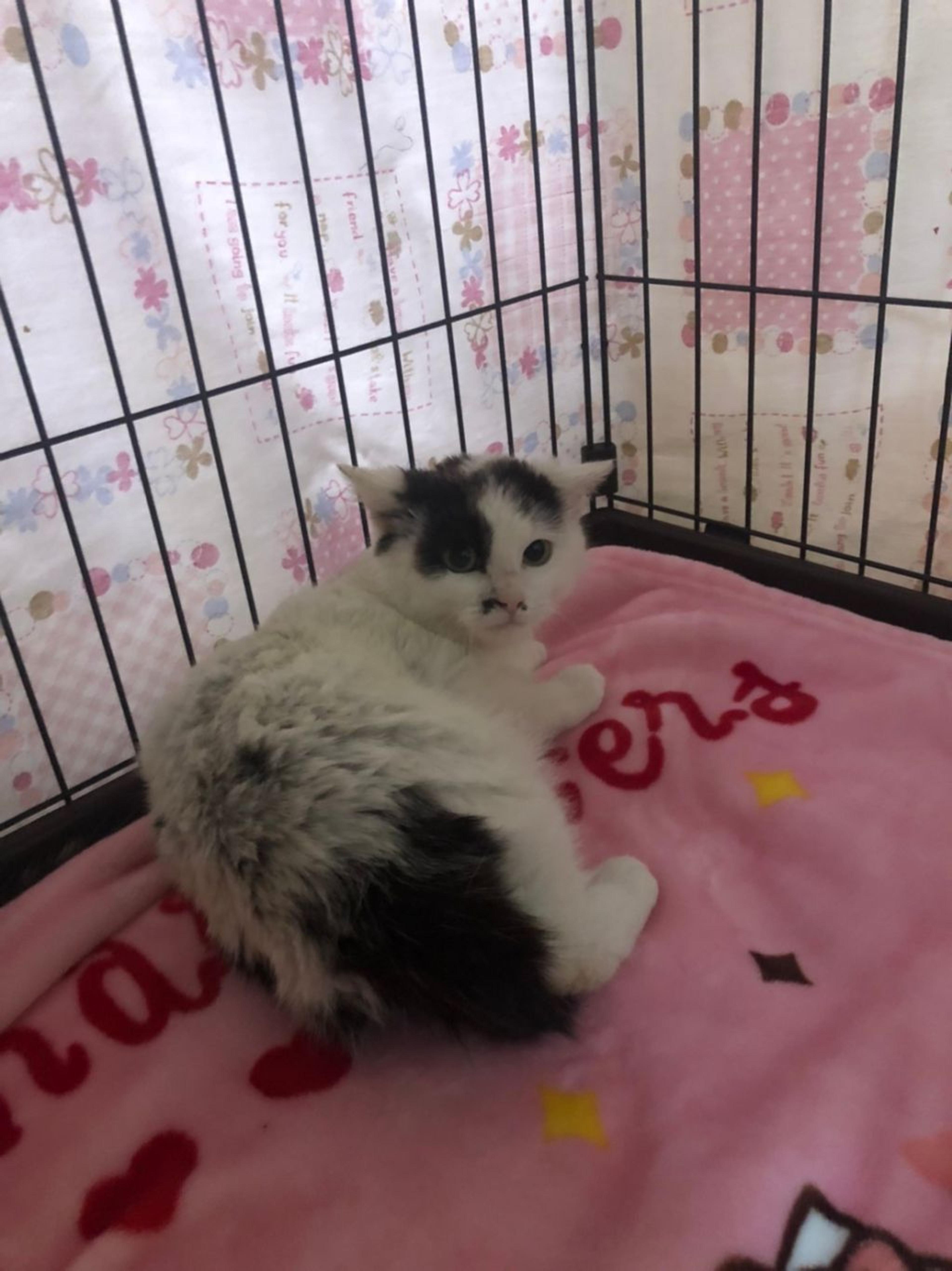 pet-image-5