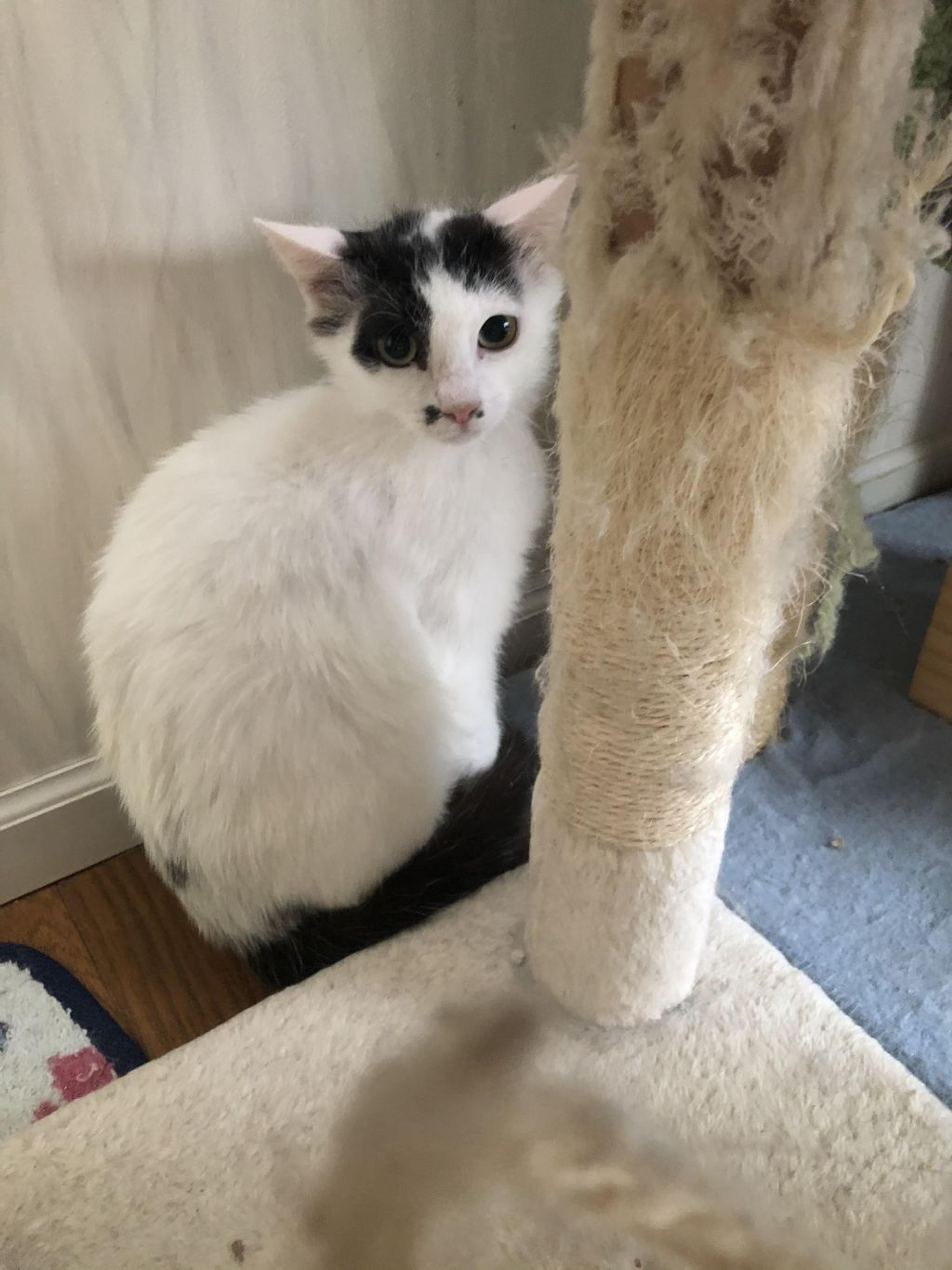pet-image-2