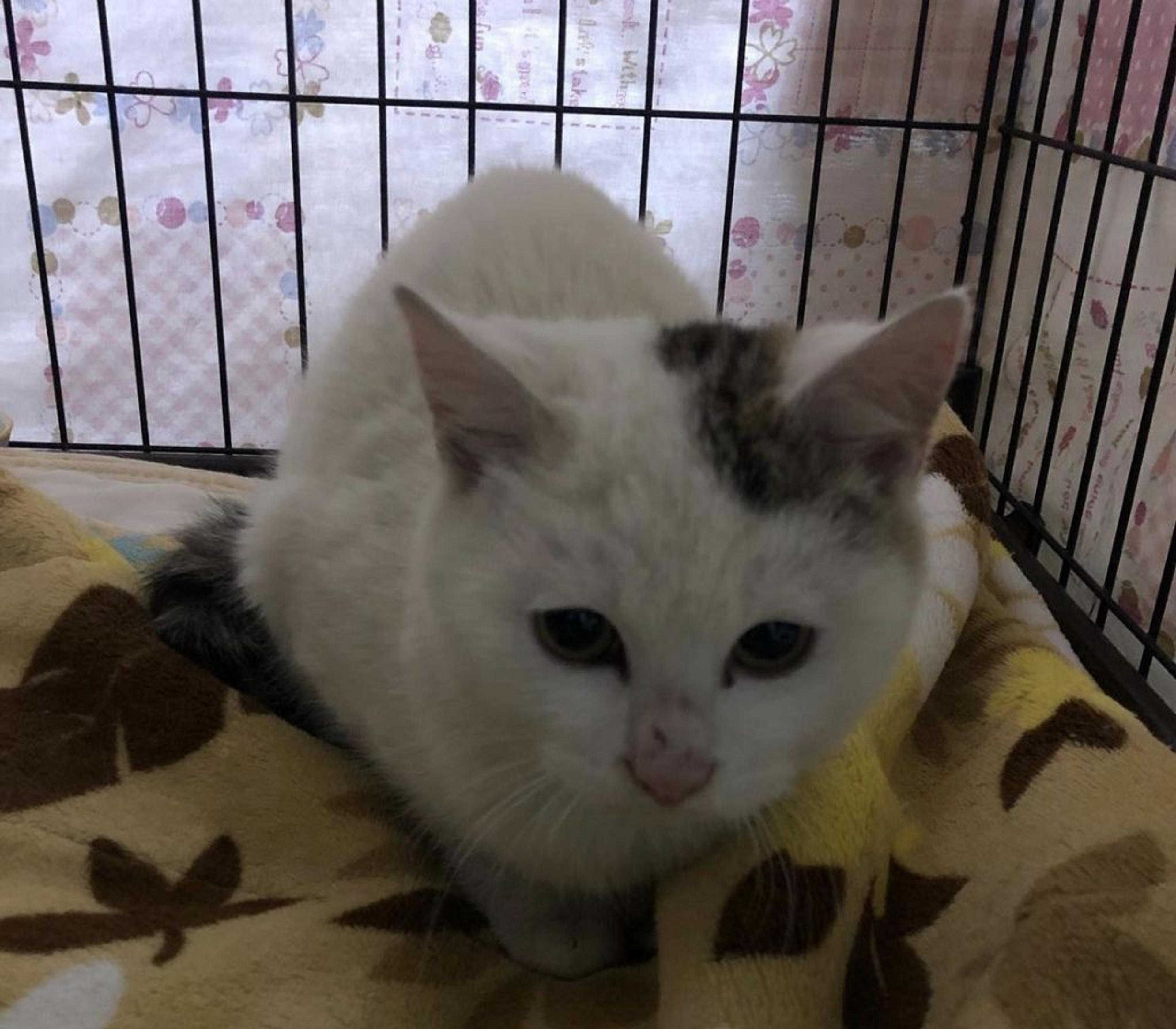 pet-image-4