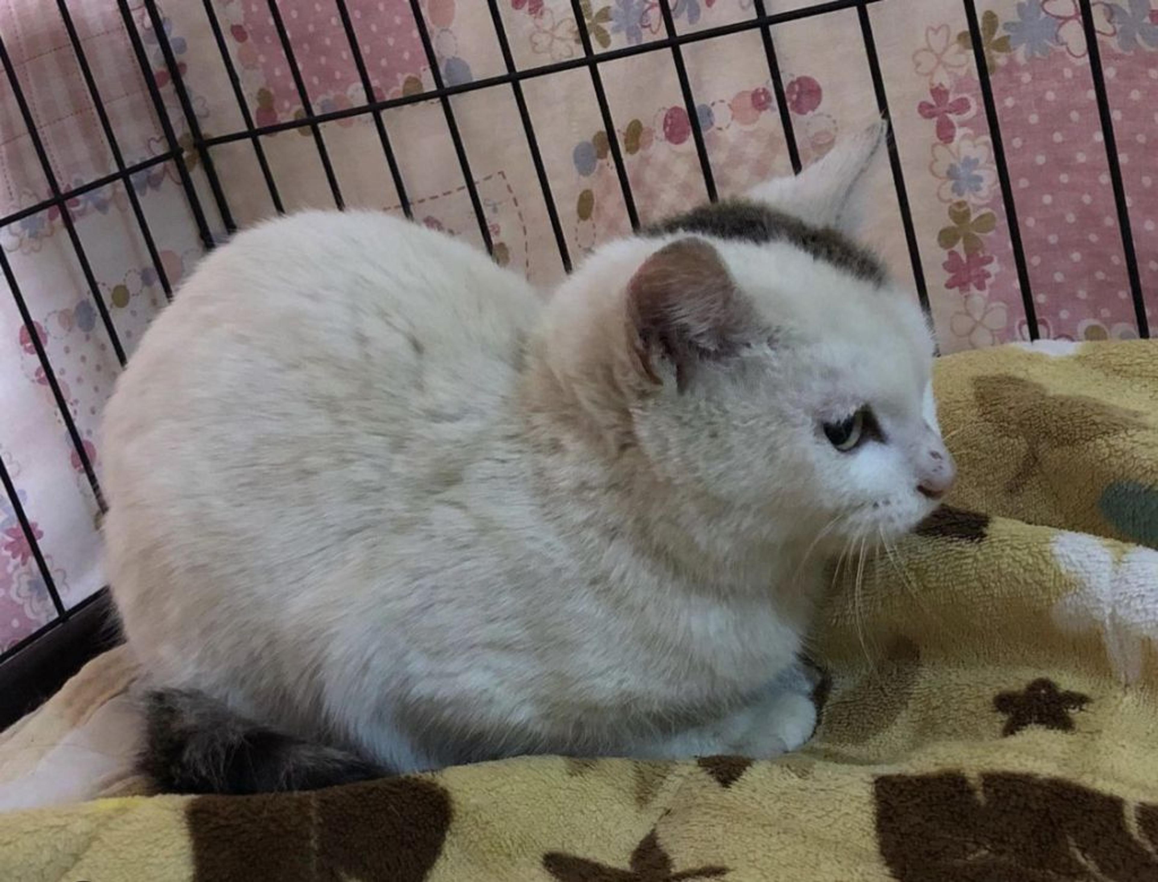 pet-image-5