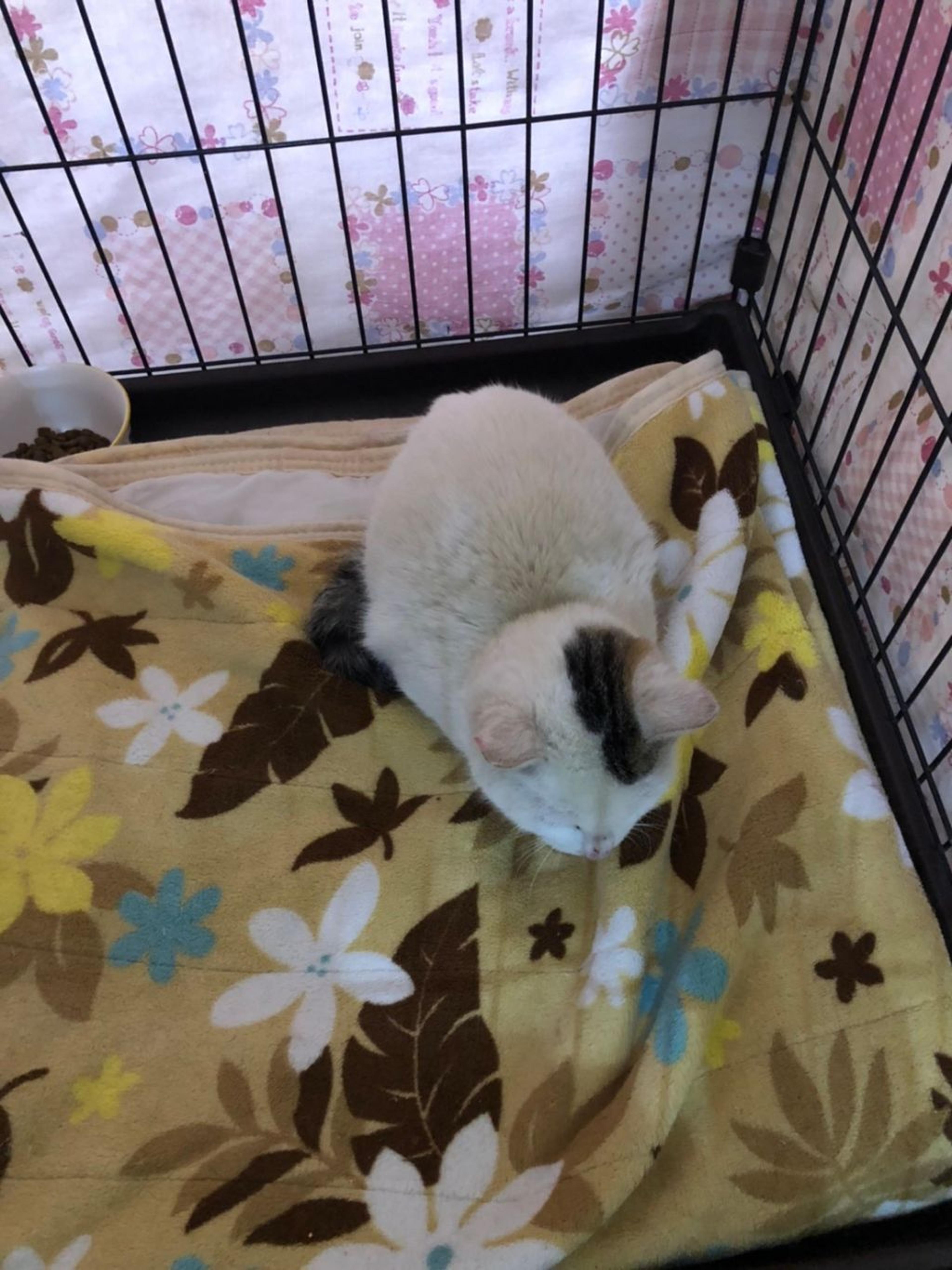 pet-image-6