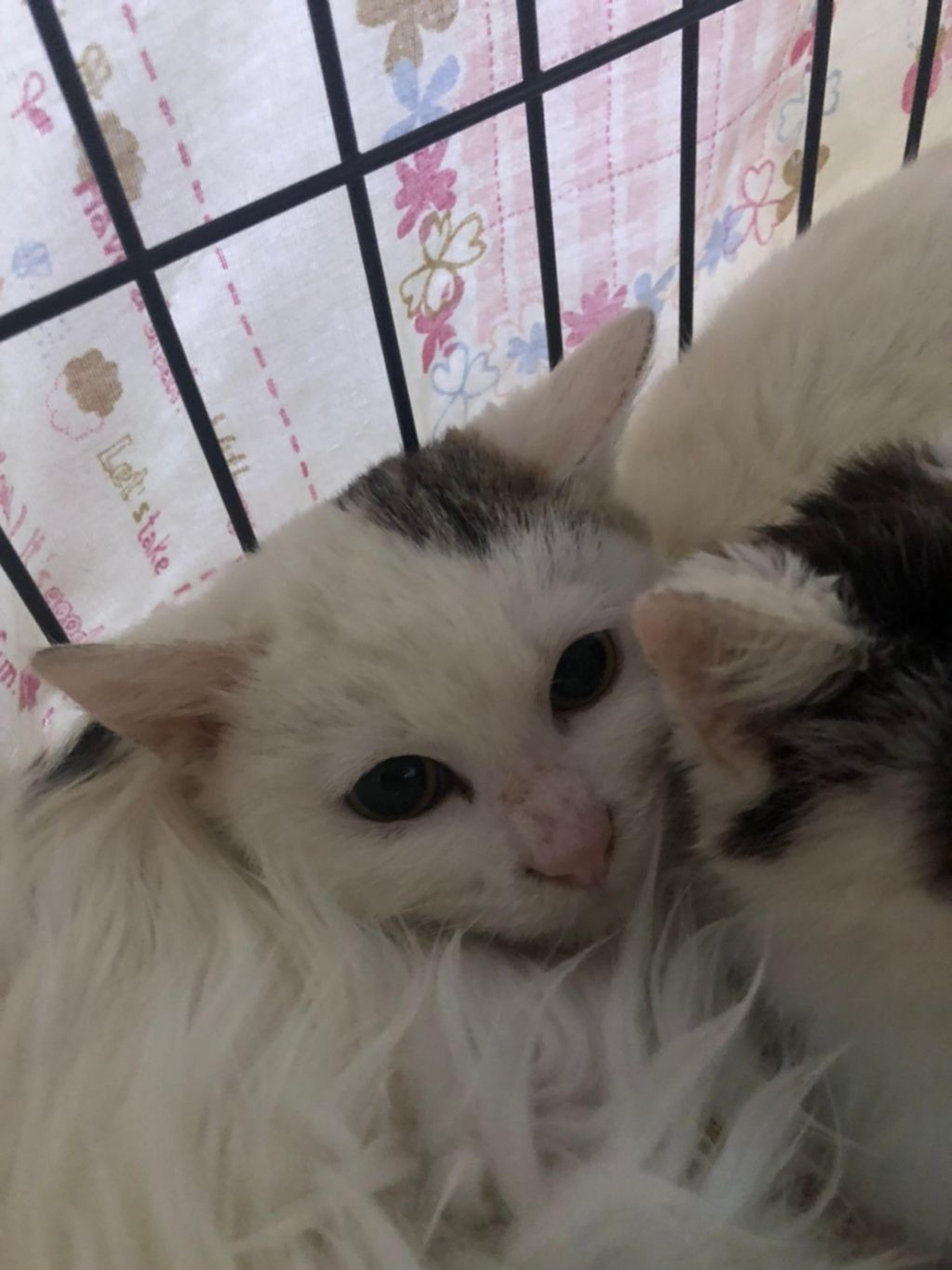 pet-image-8