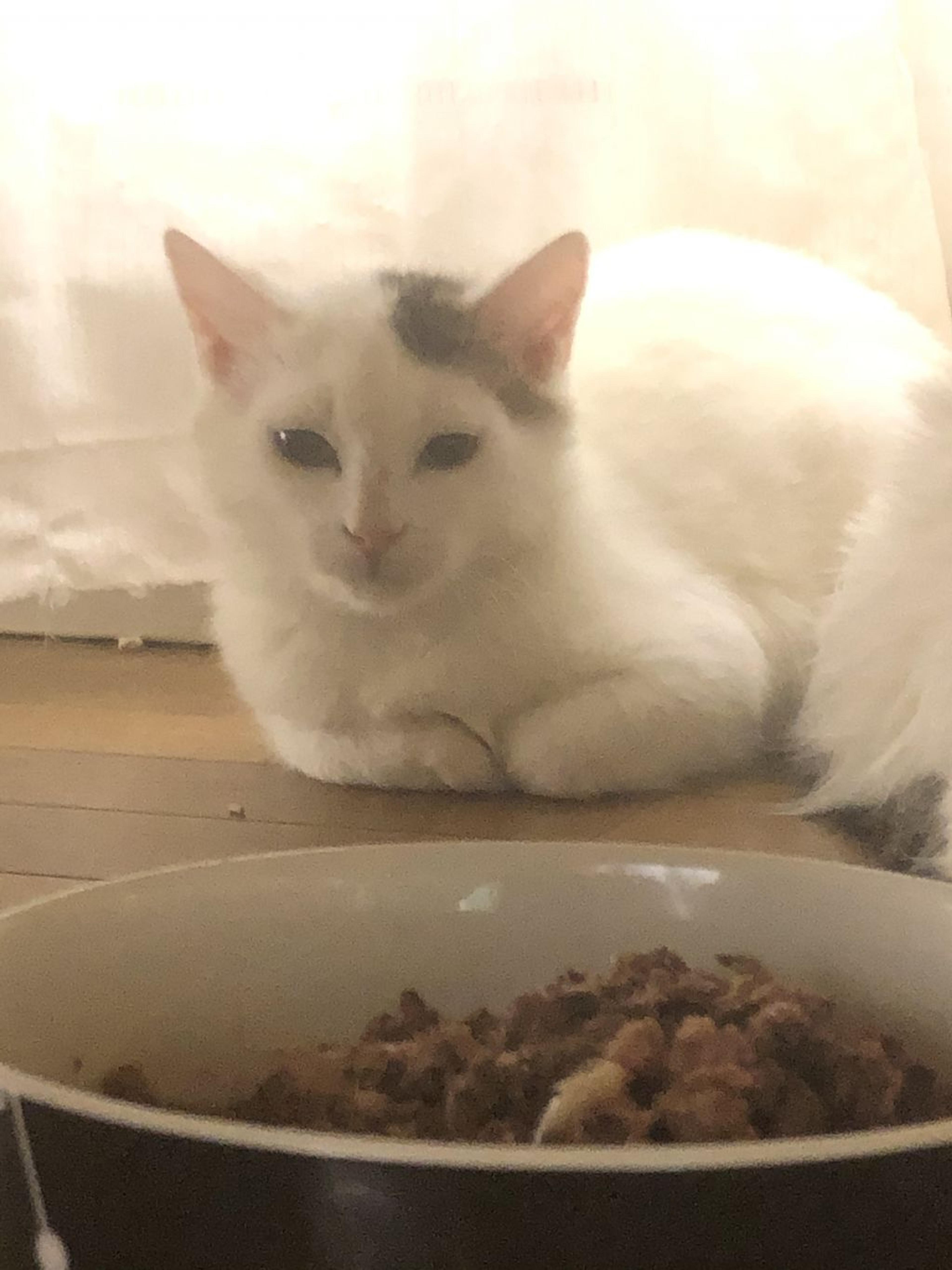 pet-image-2