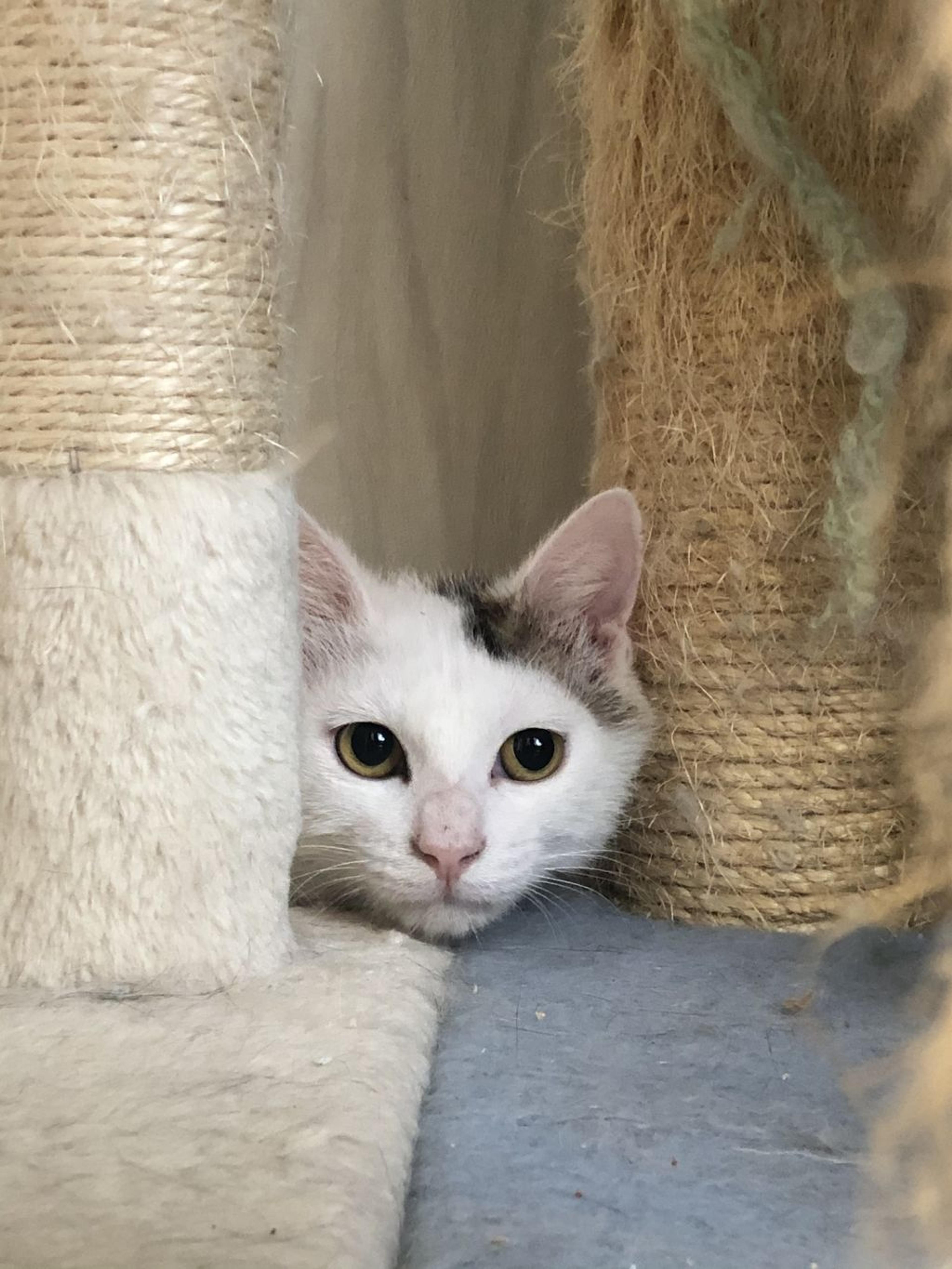 pet-image-3