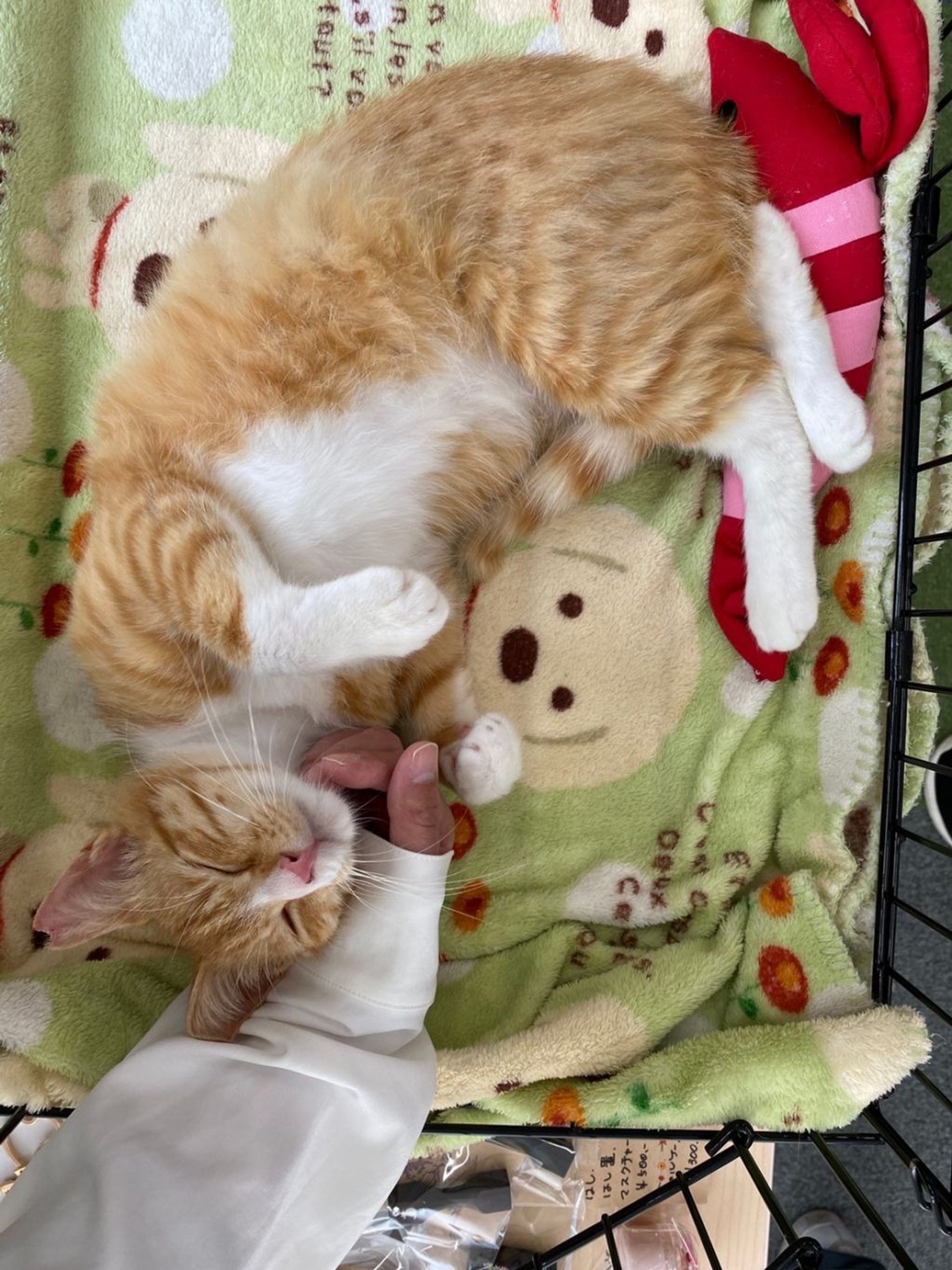 雑種（ミックス猫）・オスの里親募集の写真