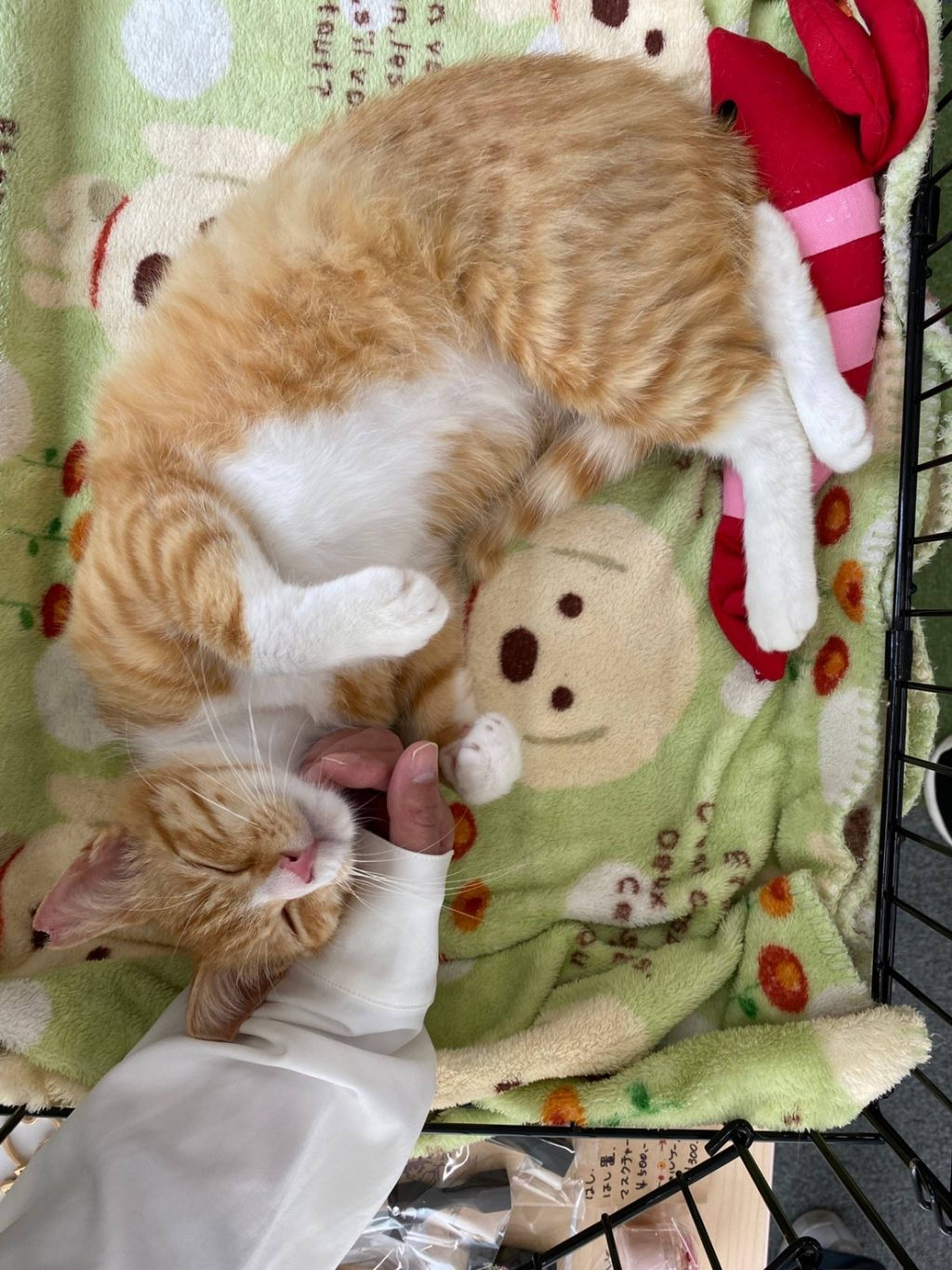 雑種（ミックス猫）・オスの里親募集の写真