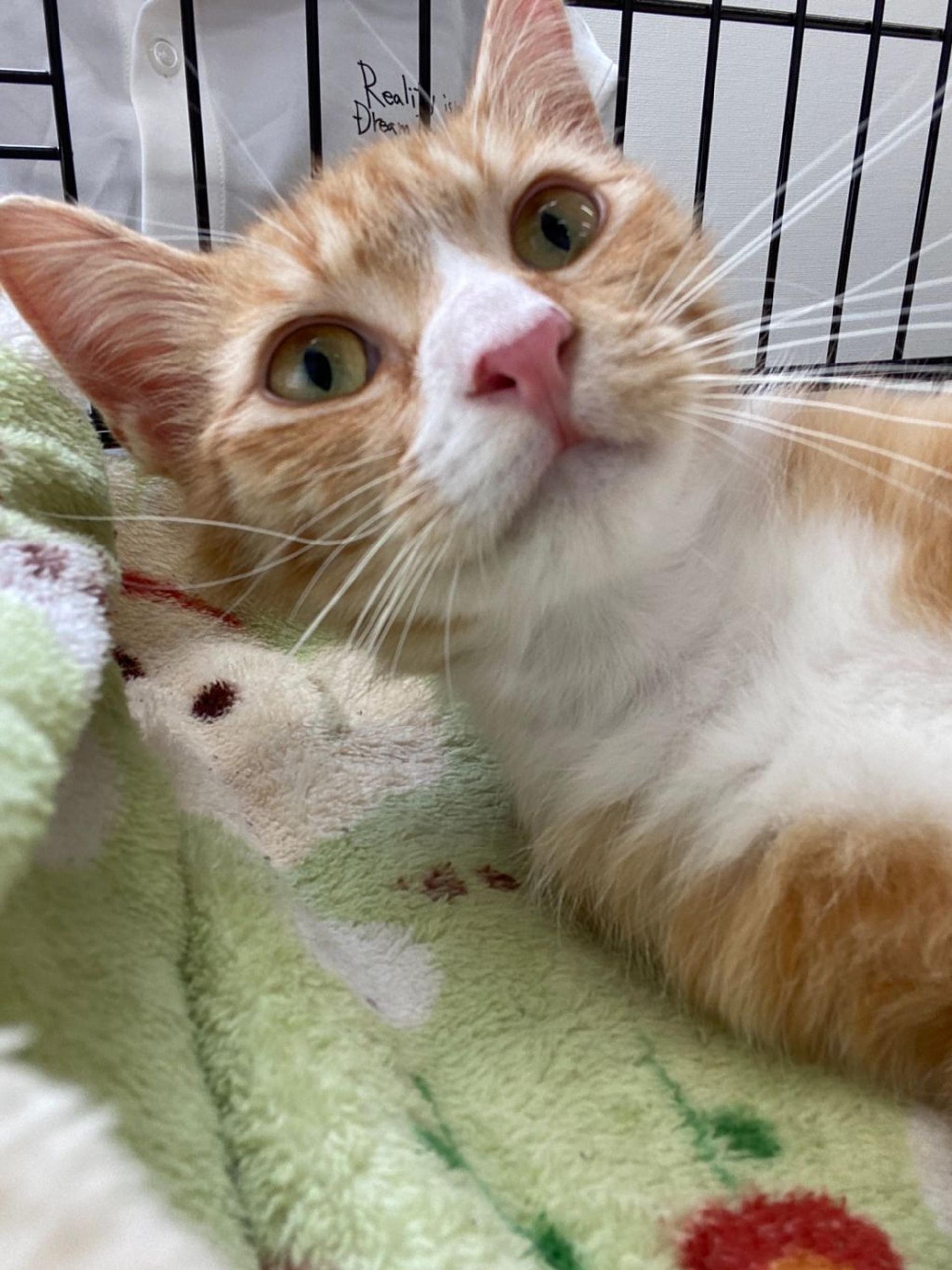 pet-image-2