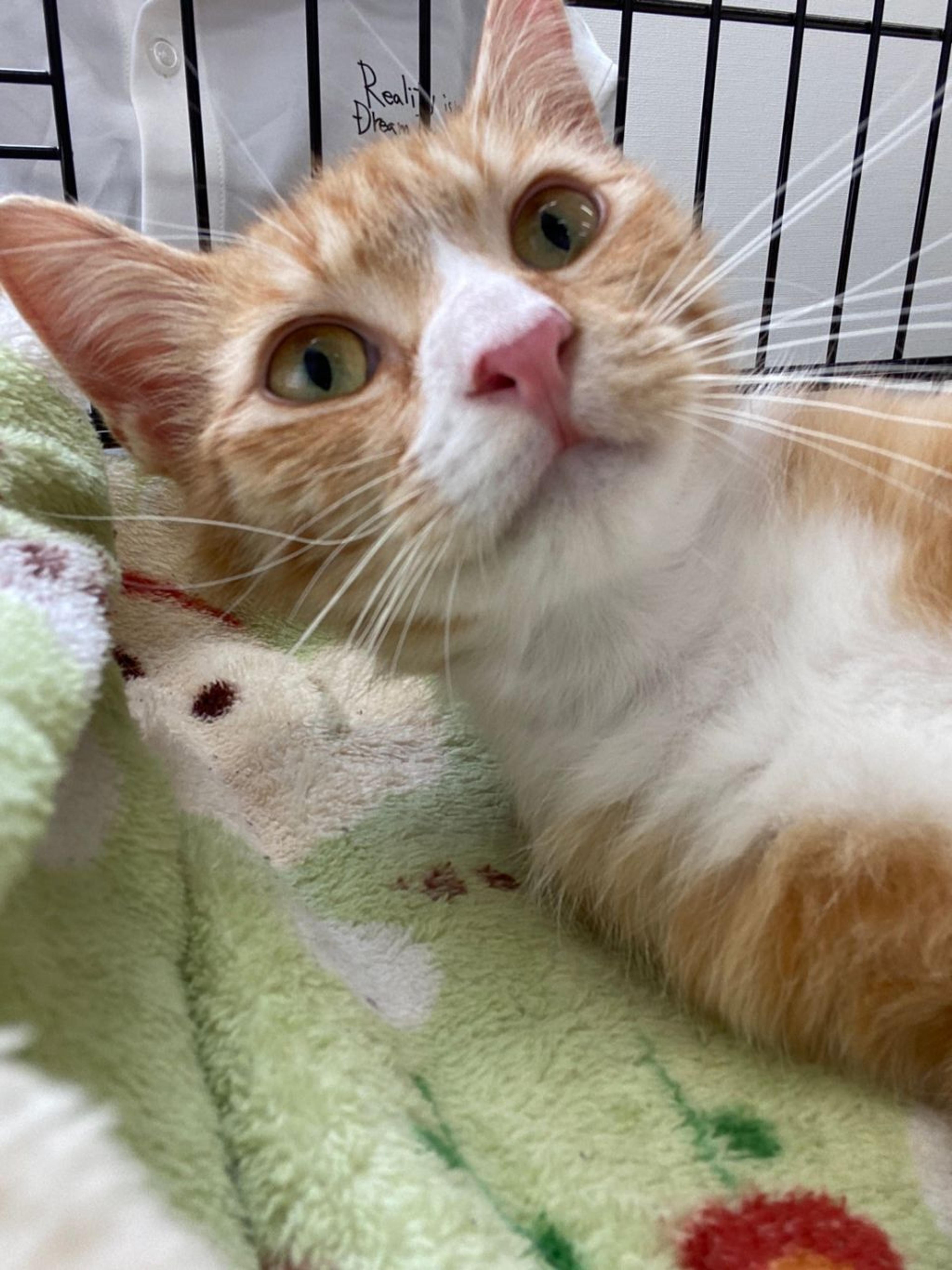 pet-image-2