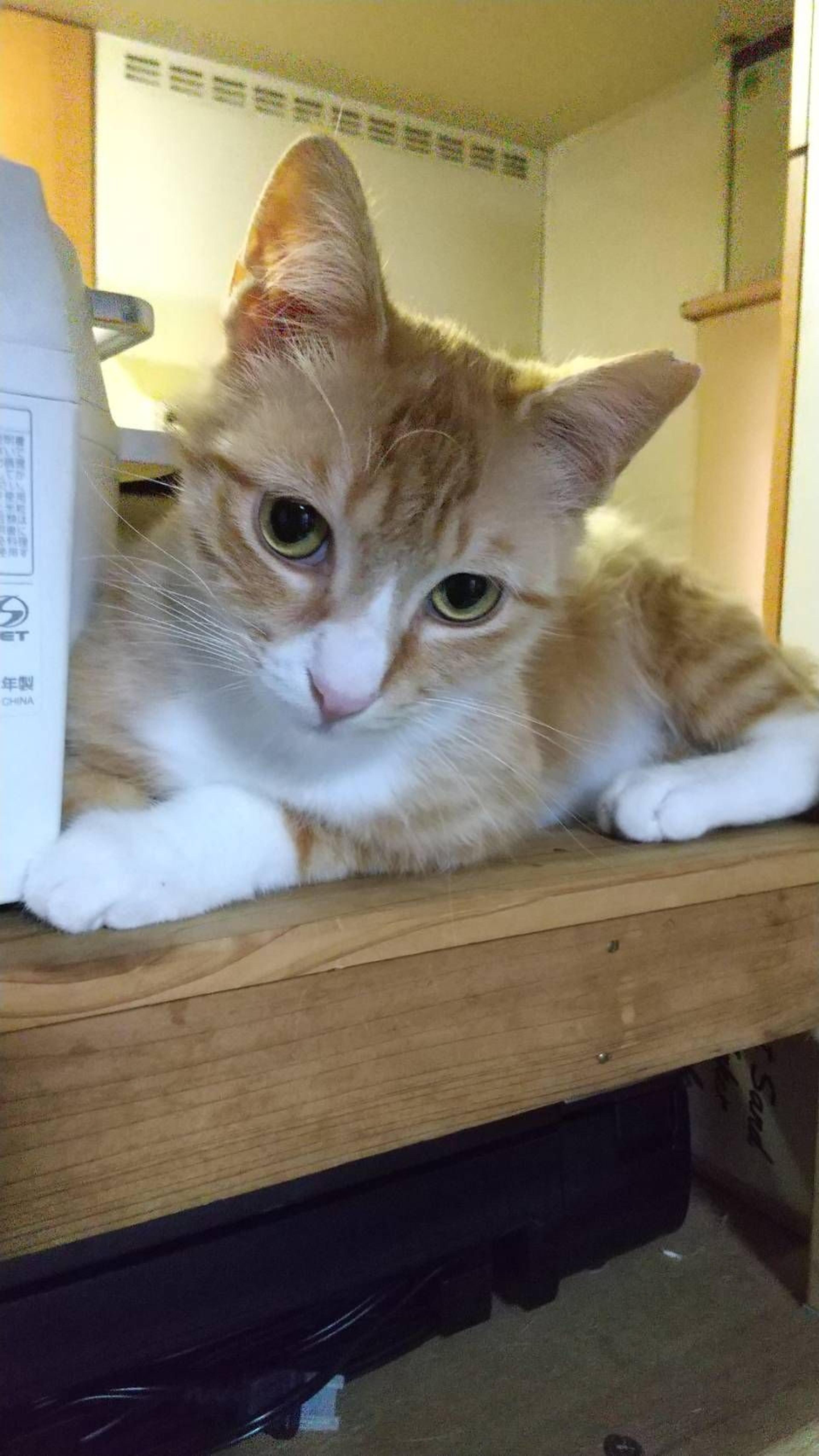 pet-image-4
