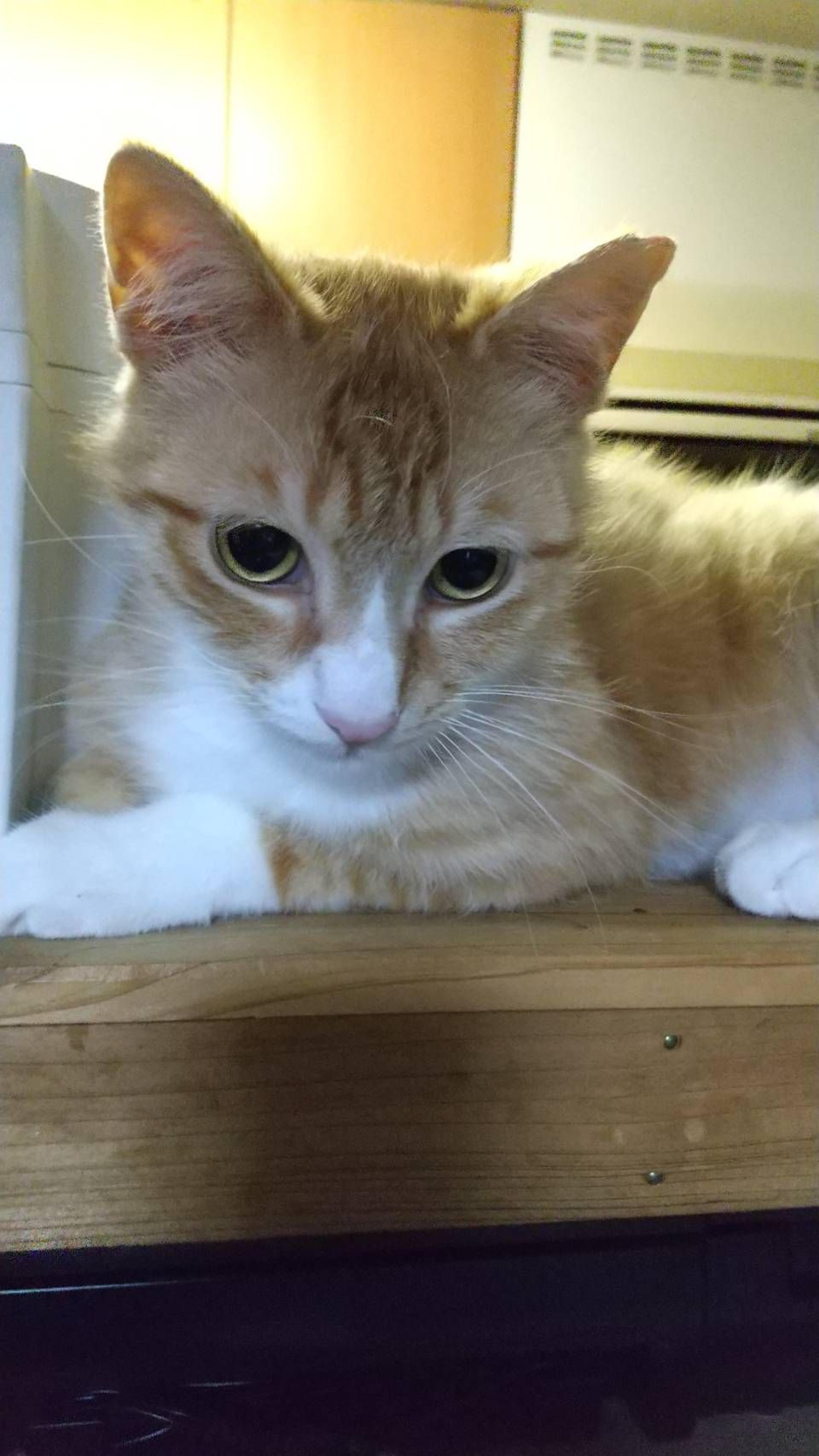 pet-image-5