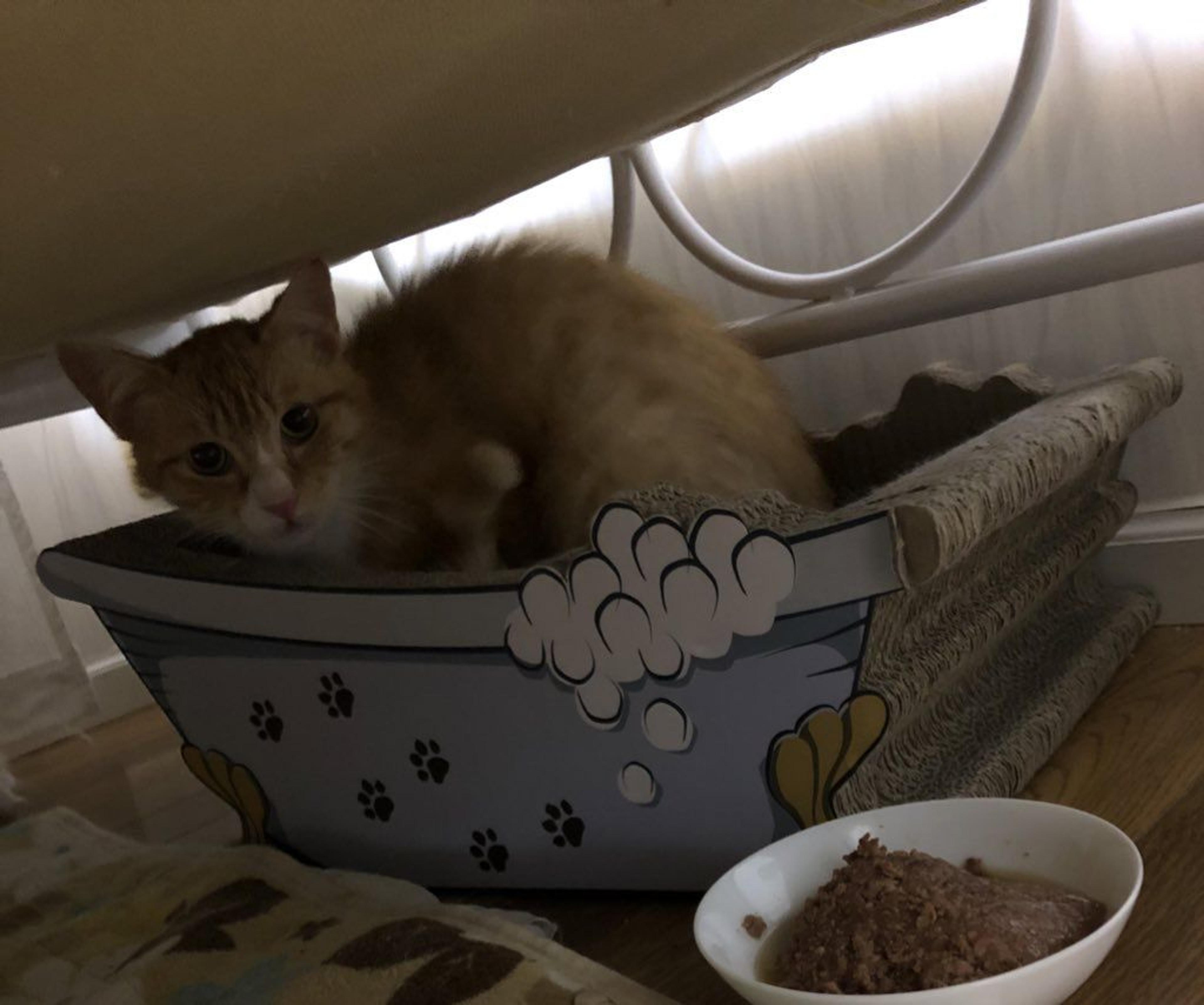 pet-image-6