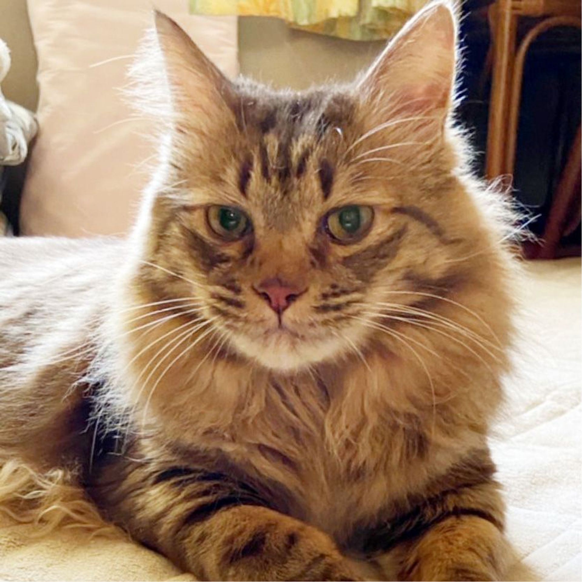 雑種（ミックス猫）・オスの里親募集の写真