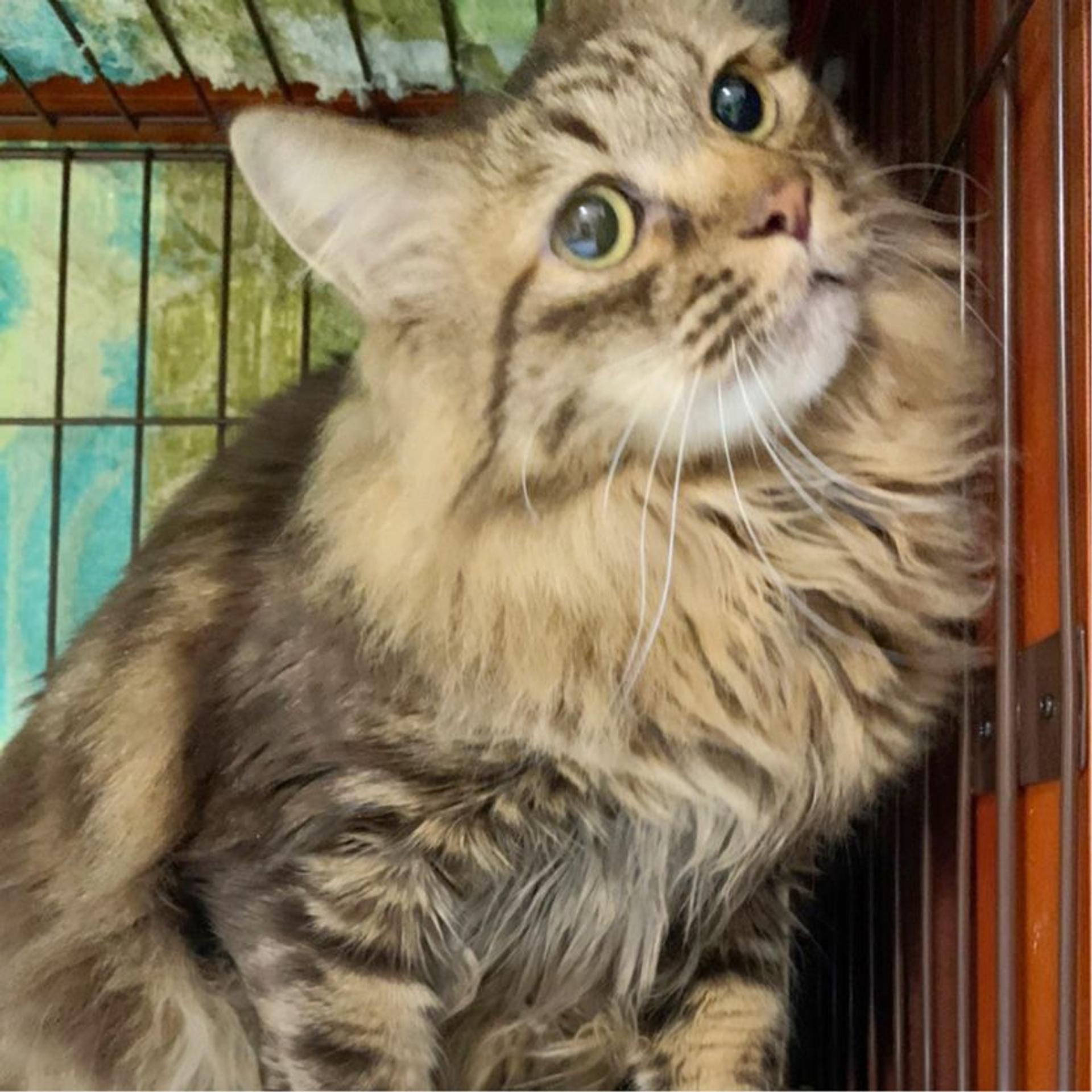pet-image-2