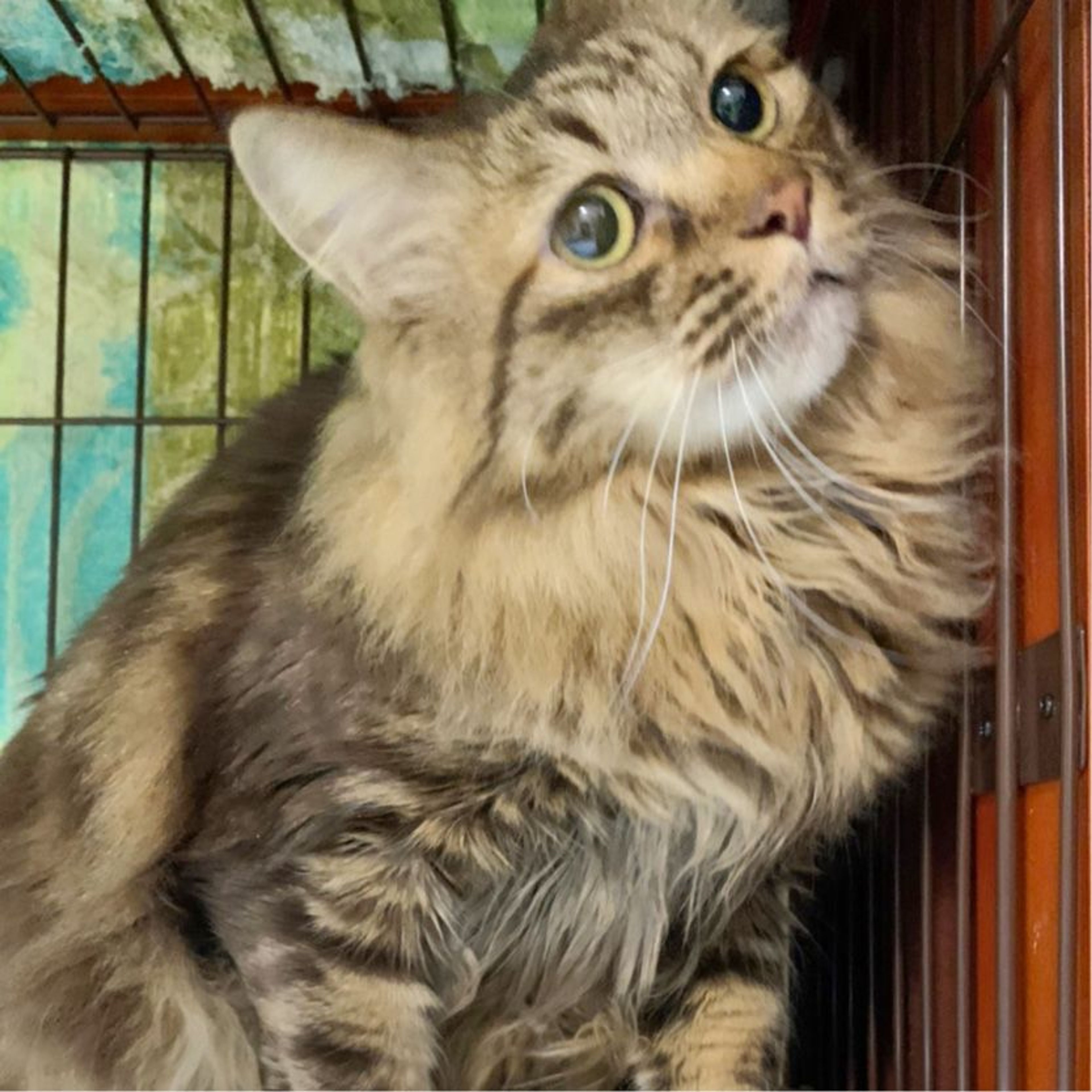 pet-image-2