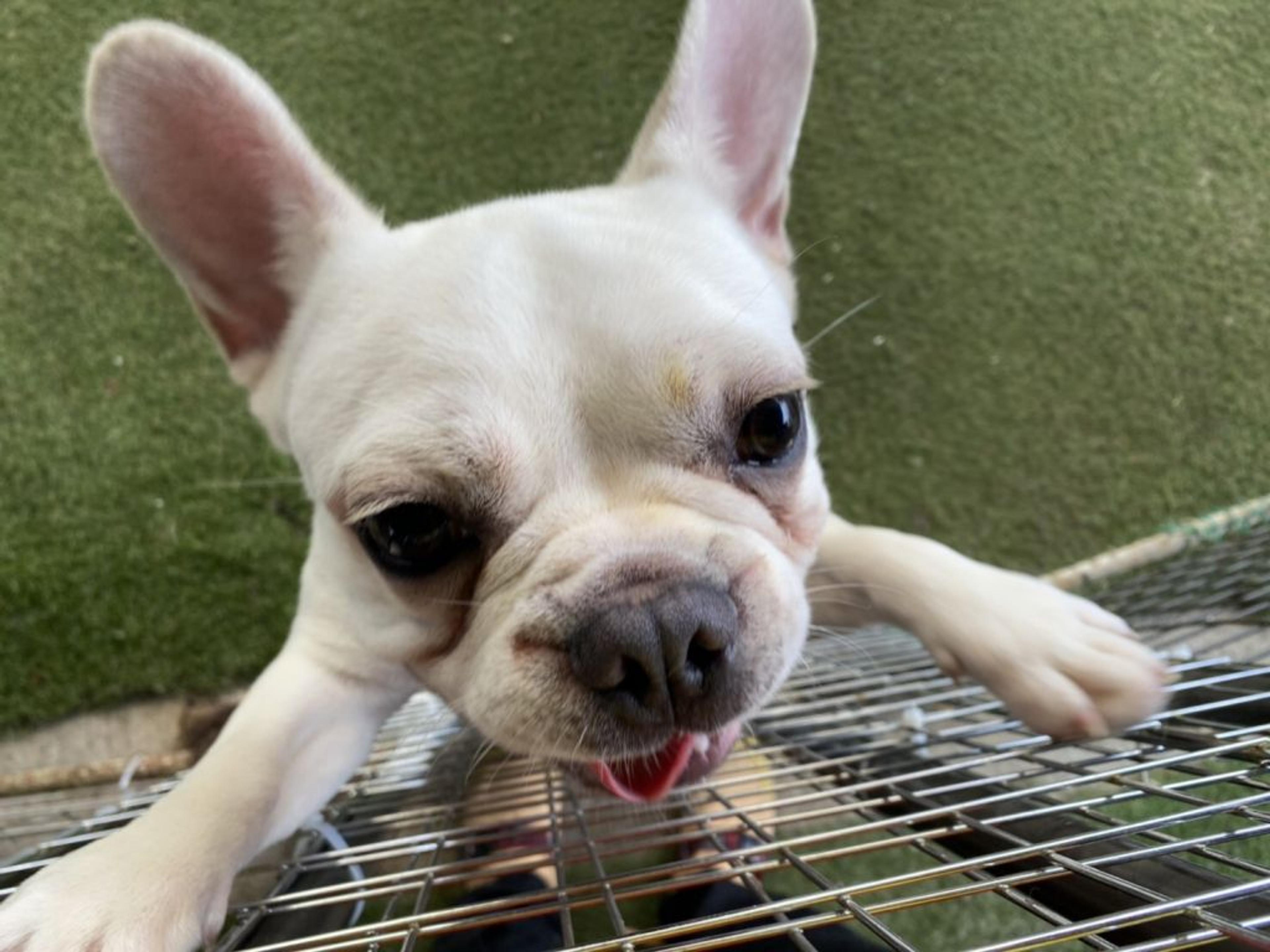 pet-image-2