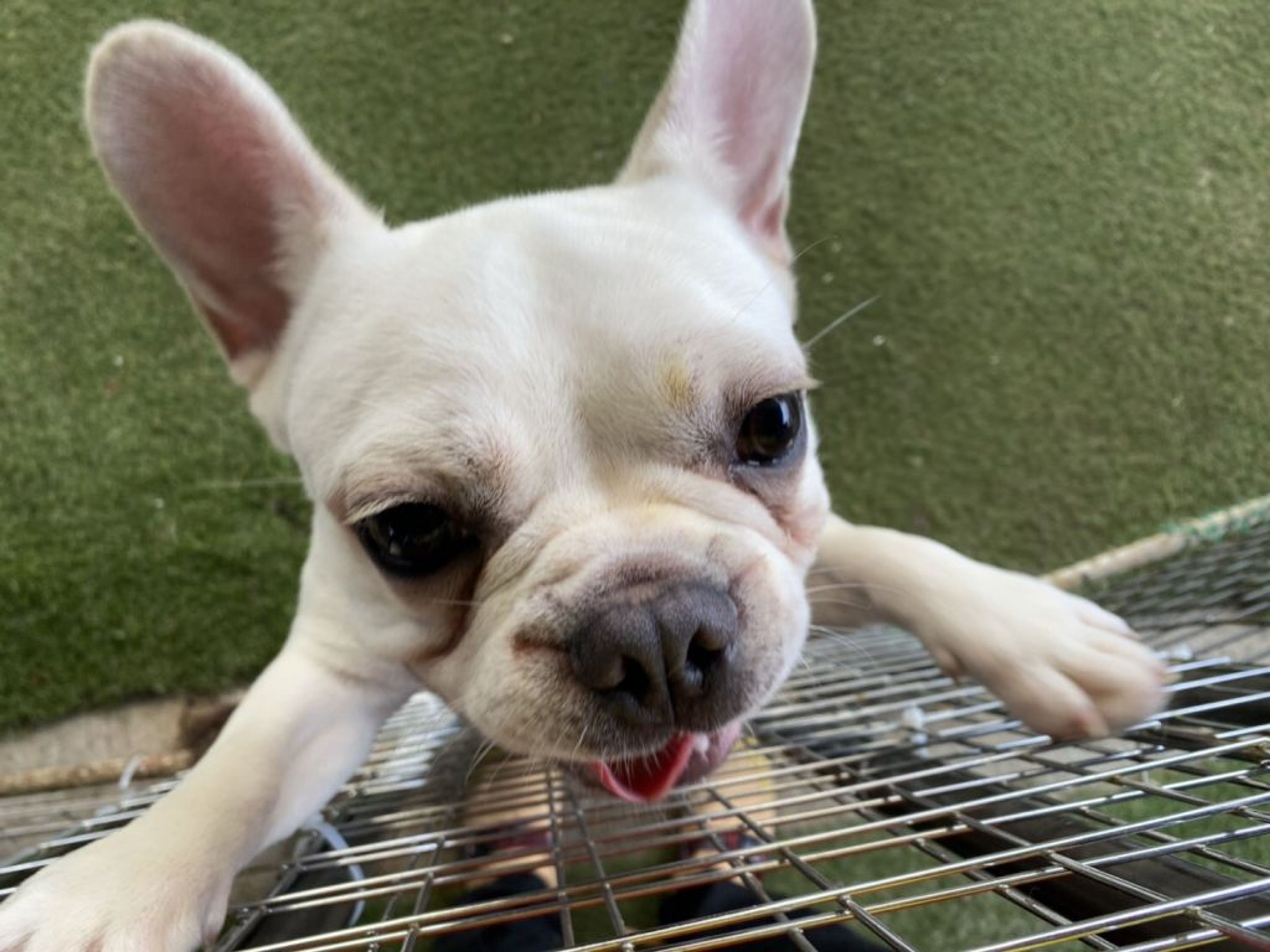 pet-image-2