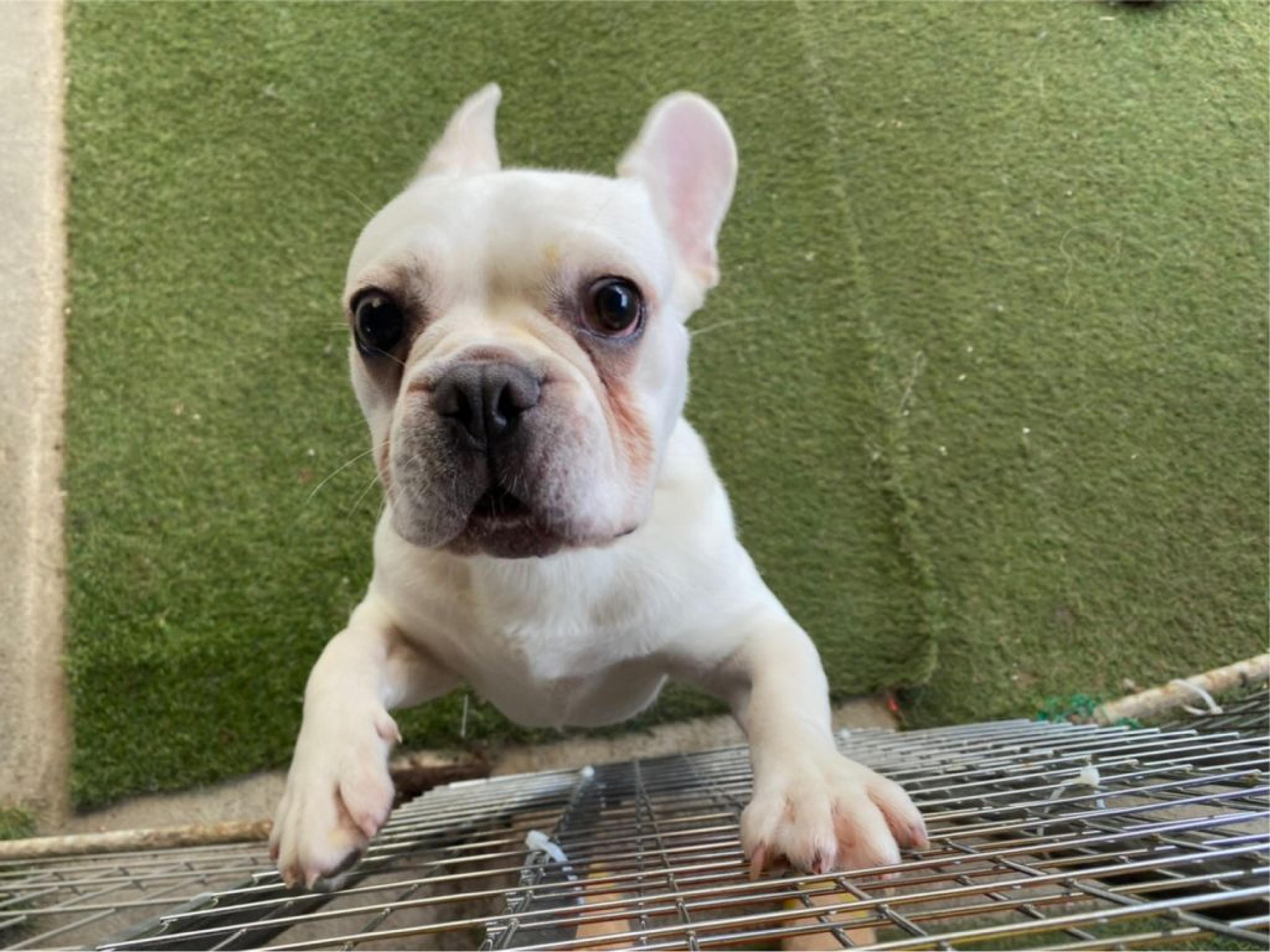 pet-image-3