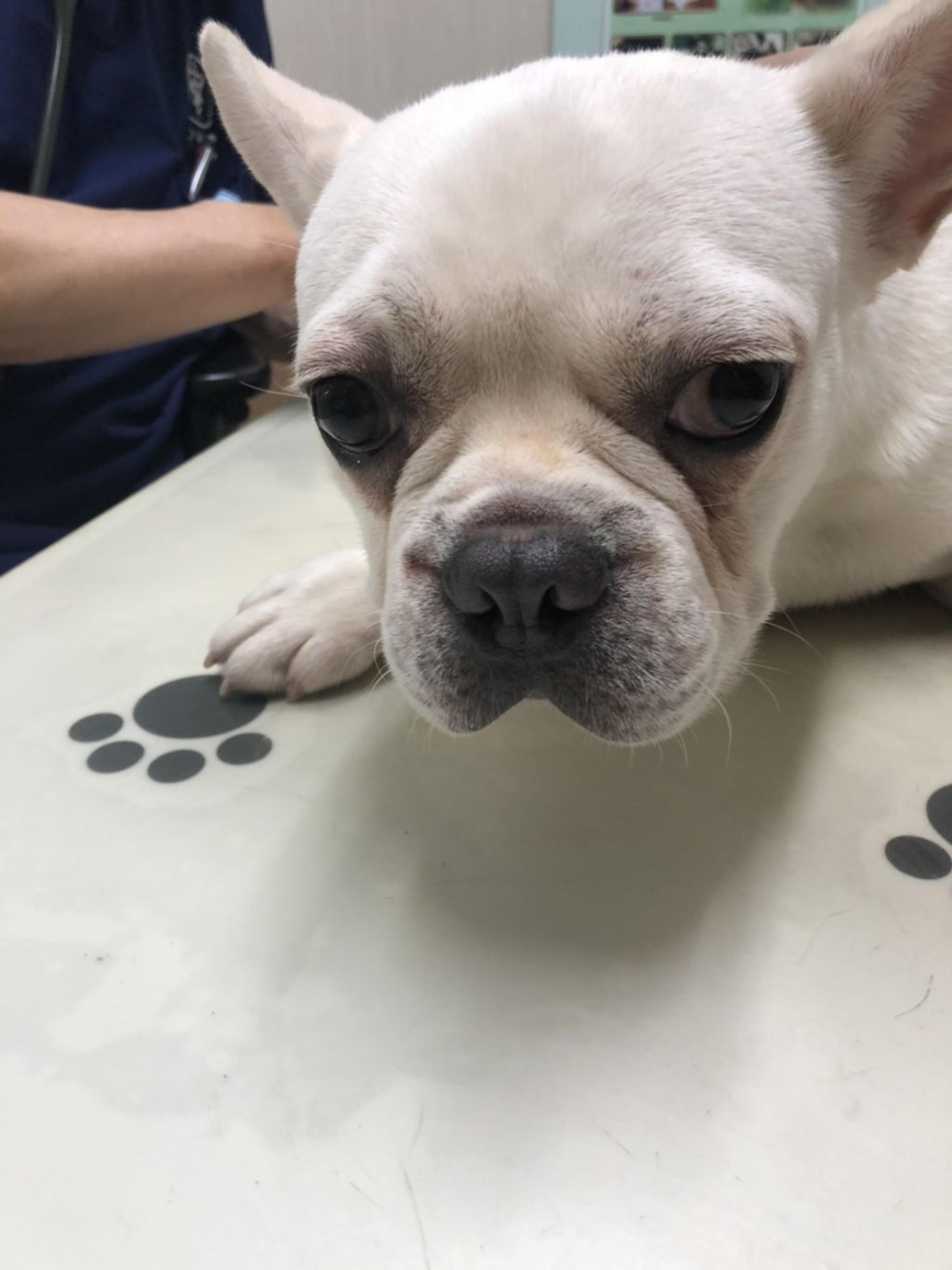 pet-image-4
