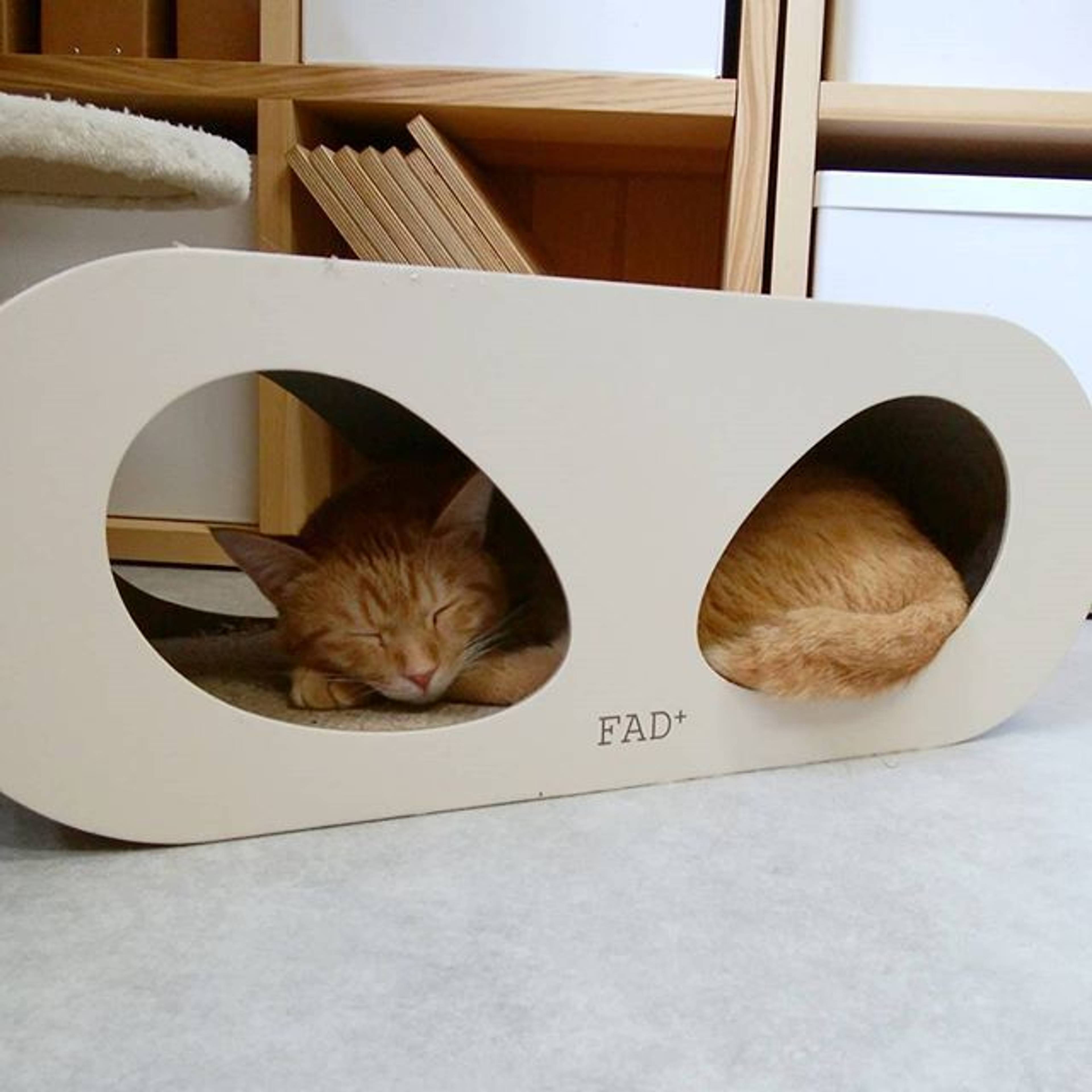 雑種（ミックス猫）・オスの里親募集の写真