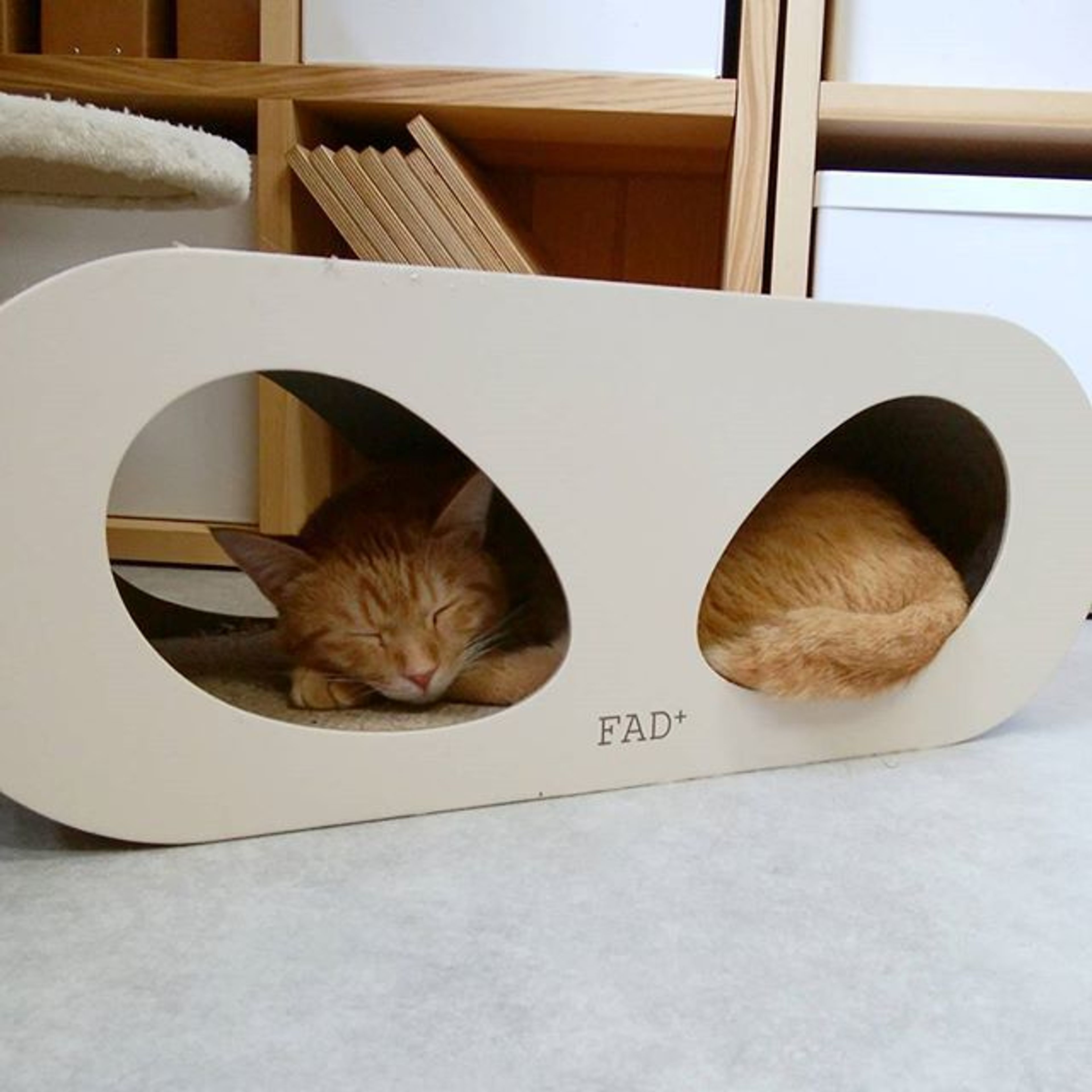 雑種（ミックス猫）・オスの里親募集の写真