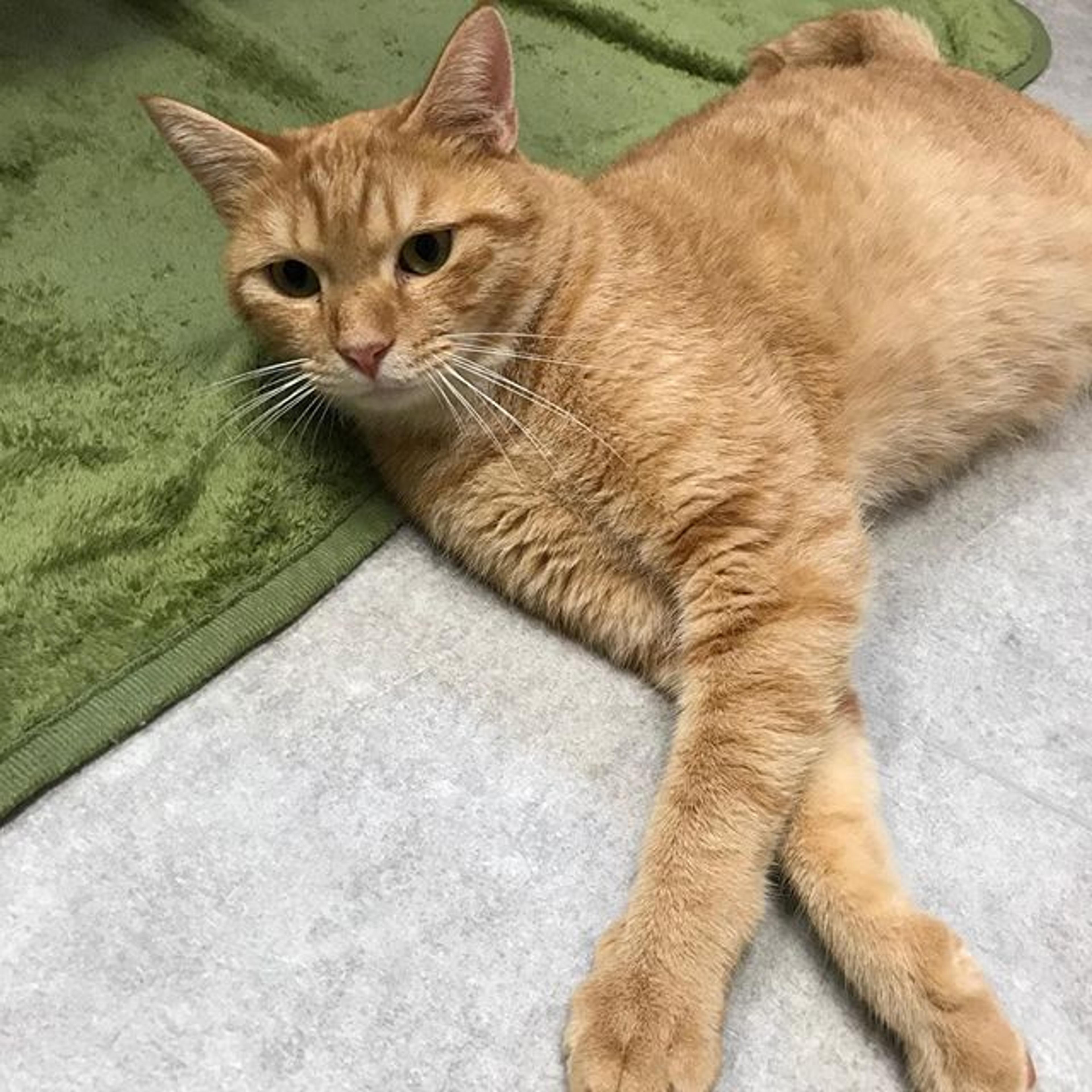 pet-image-2