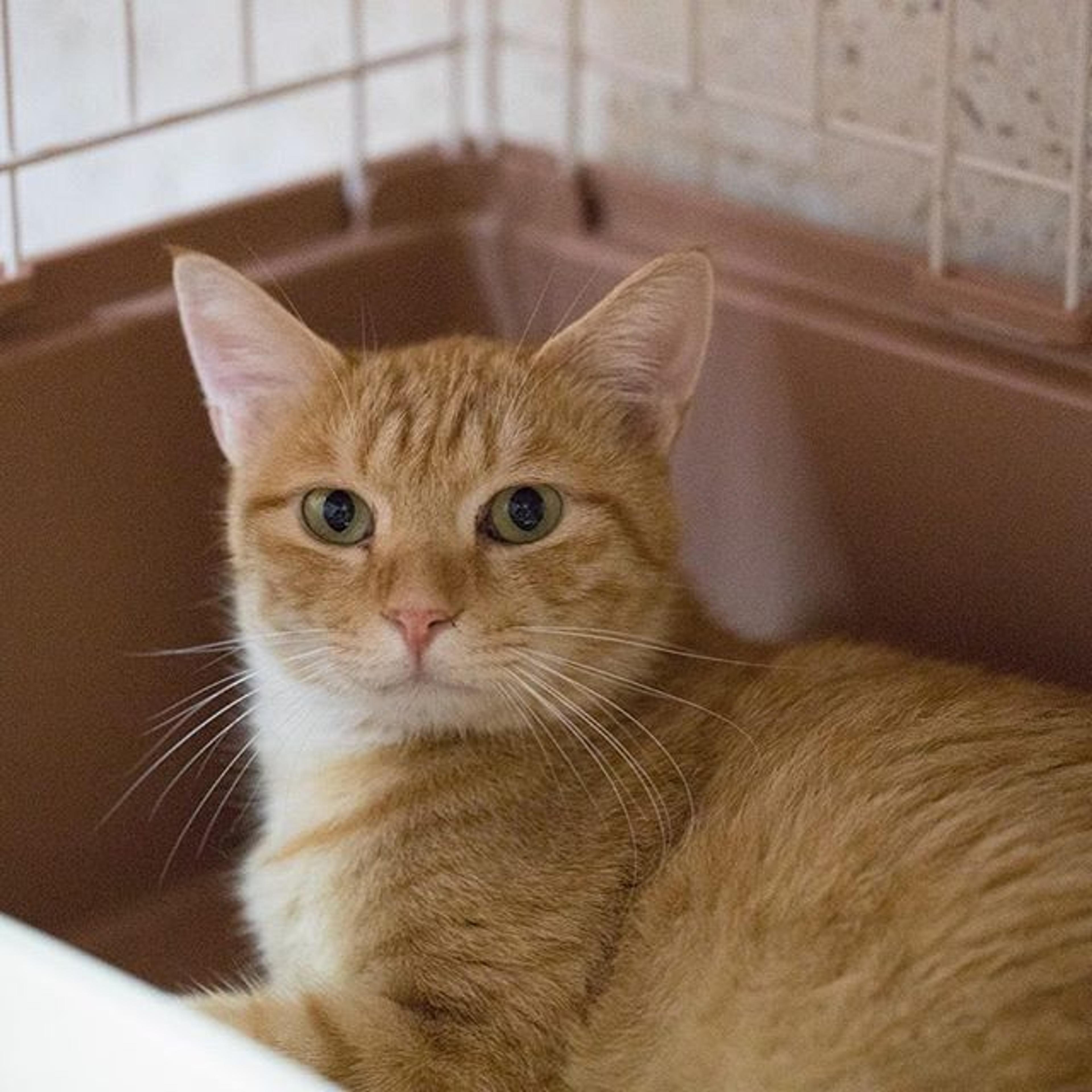 pet-image-3