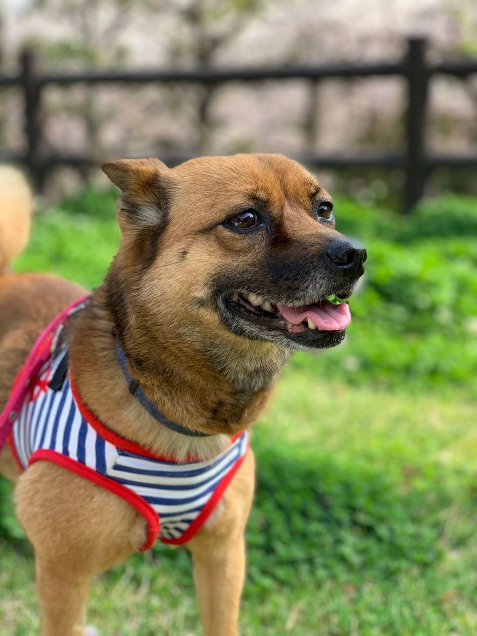 雑種（ミックス犬）・メスの里親募集の写真