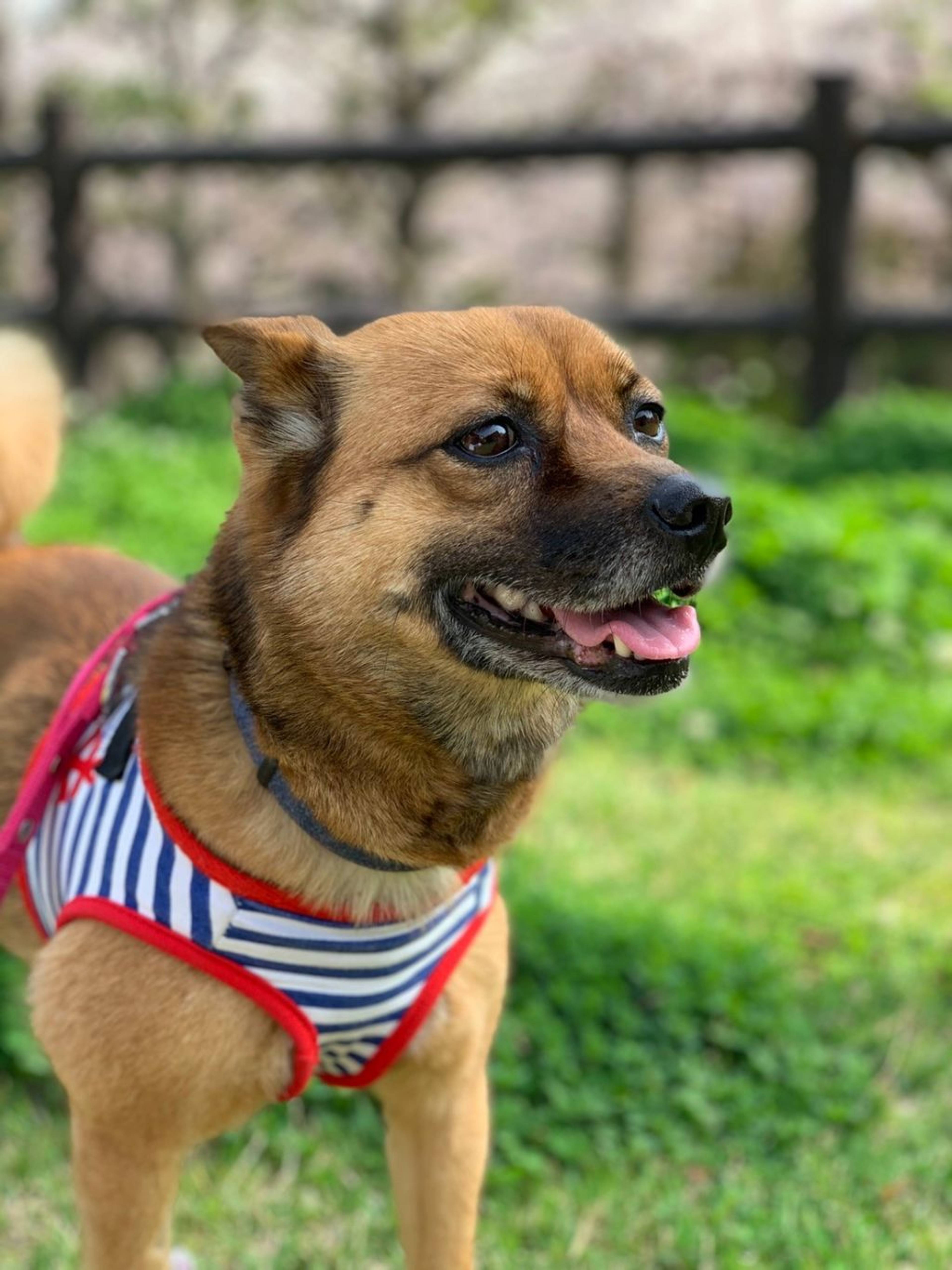 雑種（ミックス犬）・メスの里親募集の写真