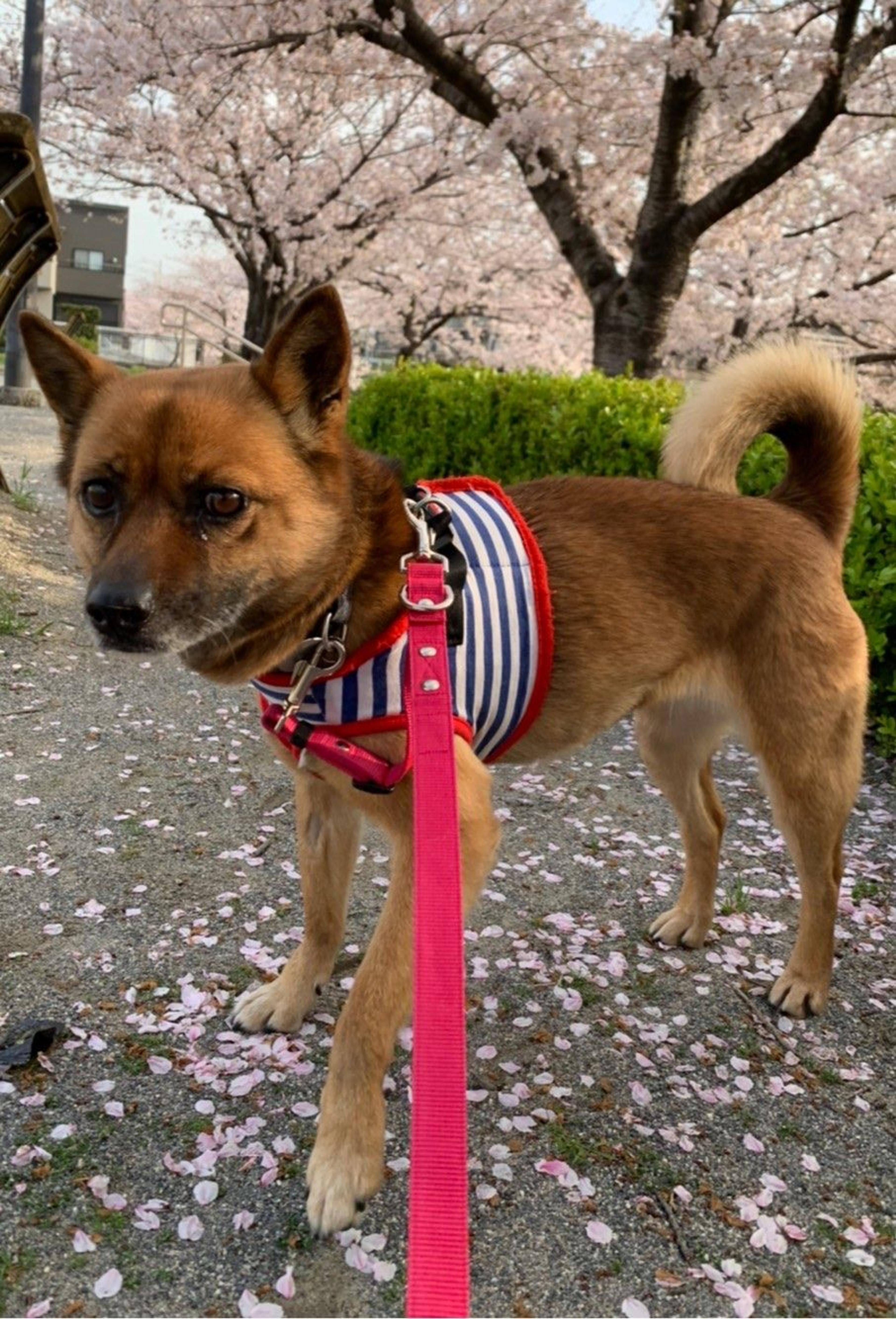 pet-image-3