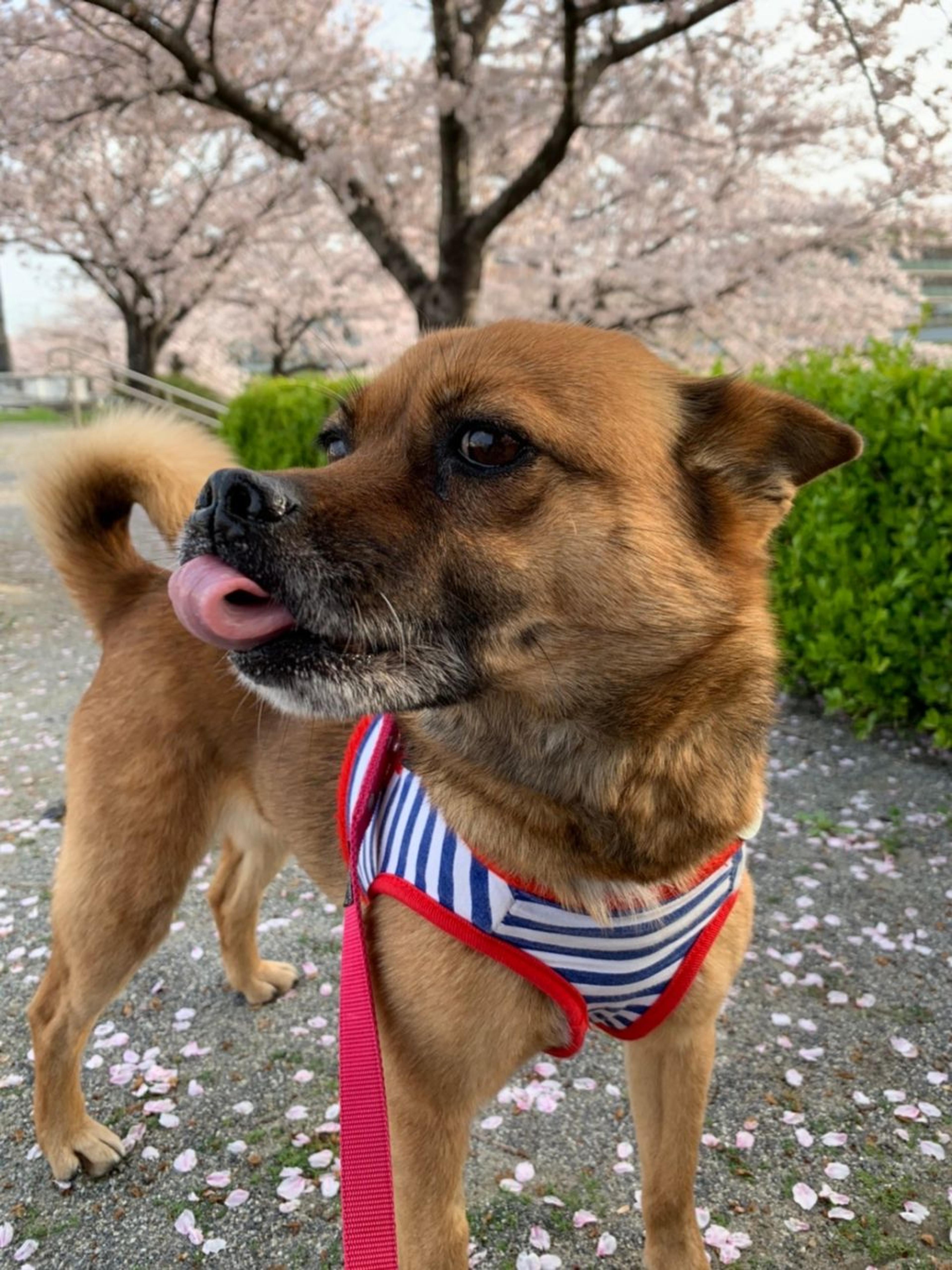 pet-image-4