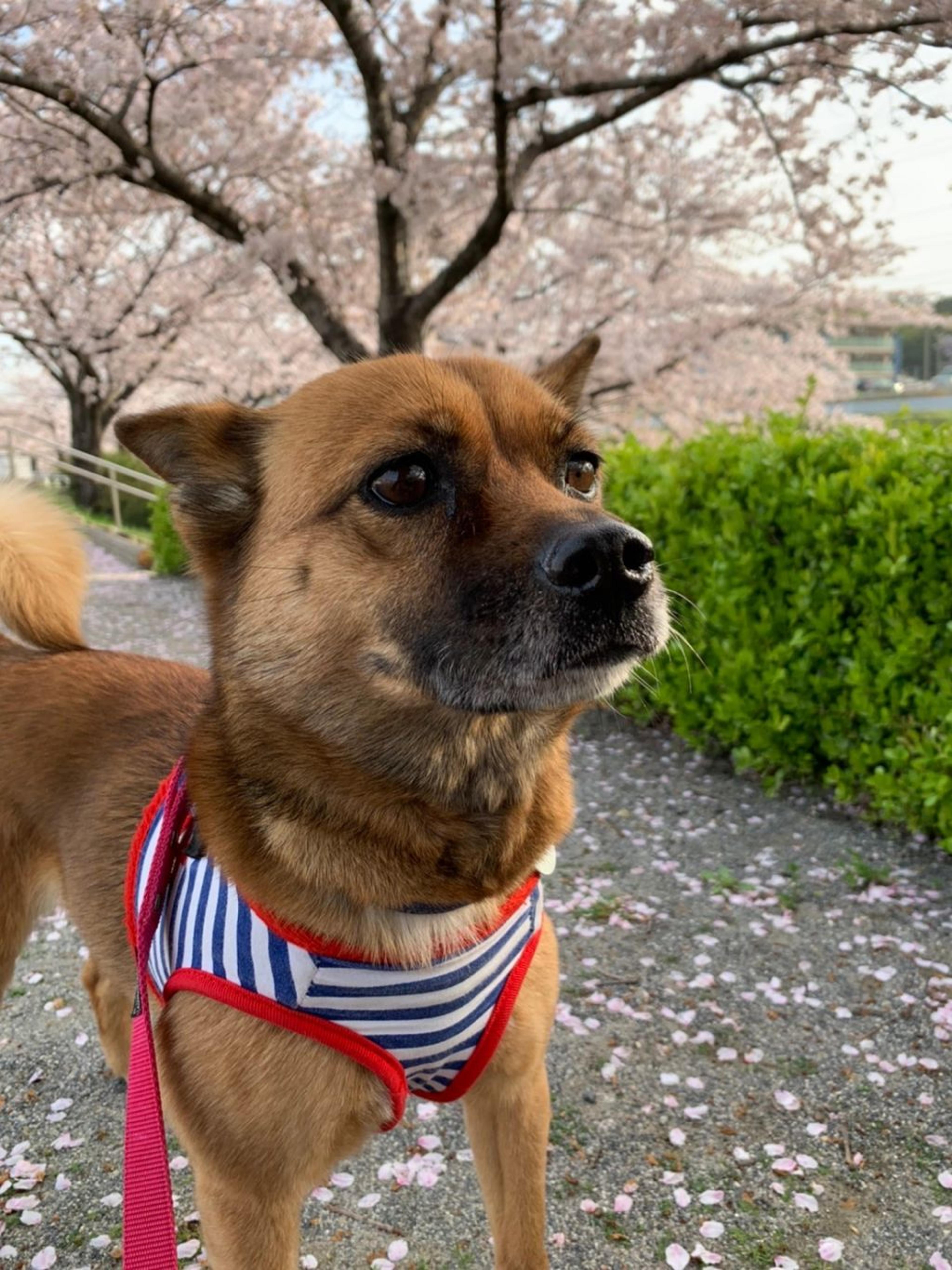 pet-image-5