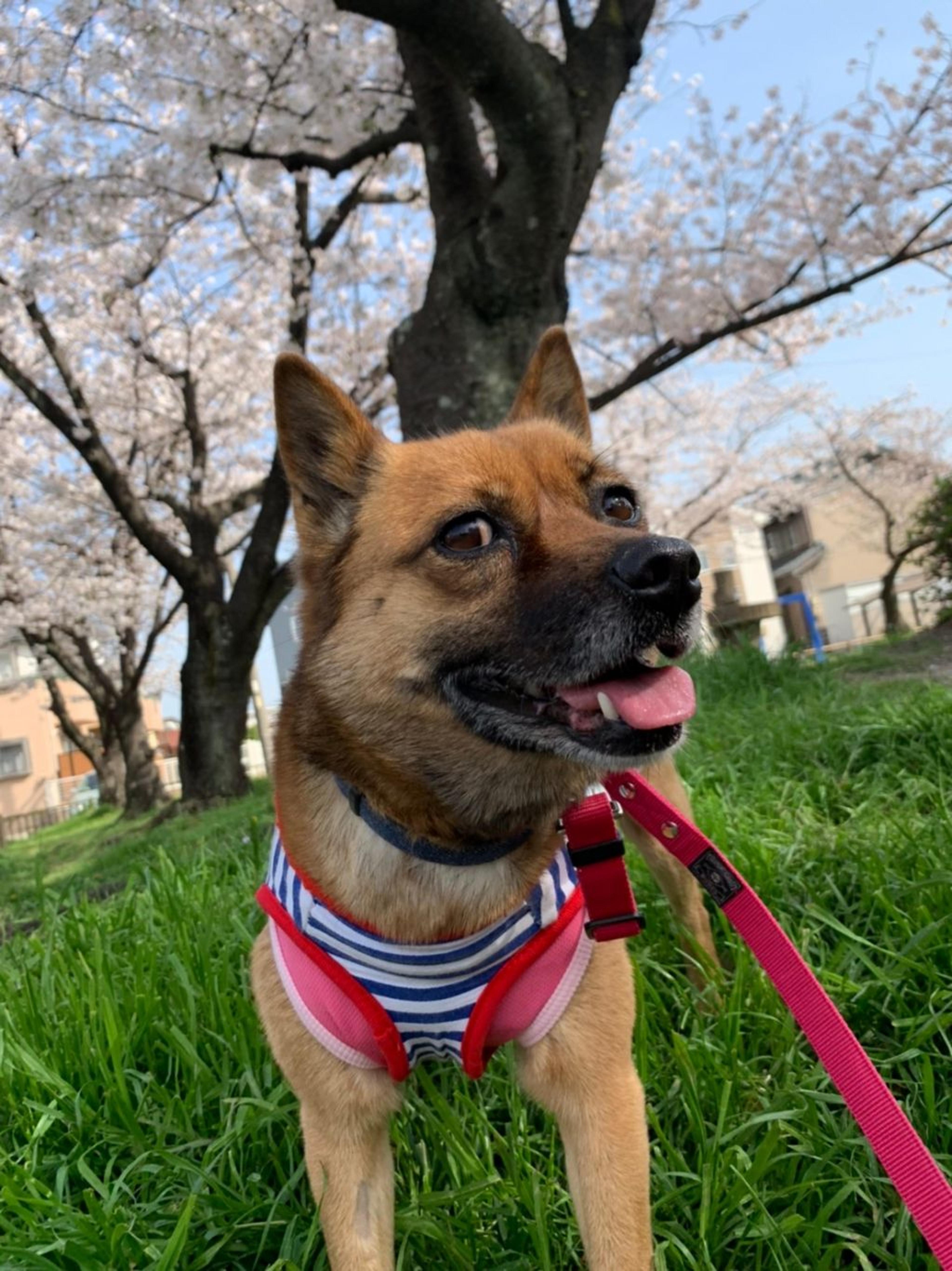 pet-image-6
