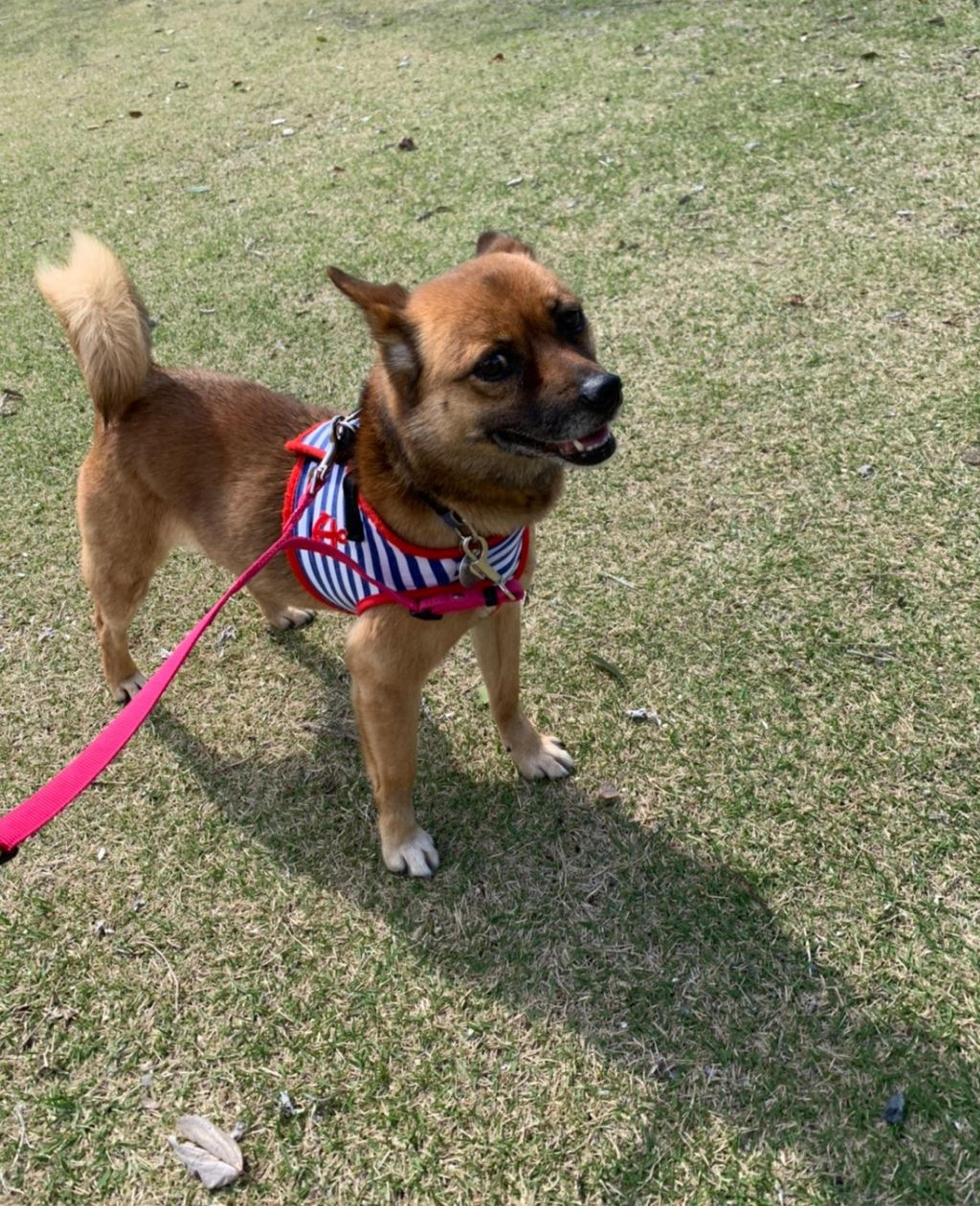 pet-image-9