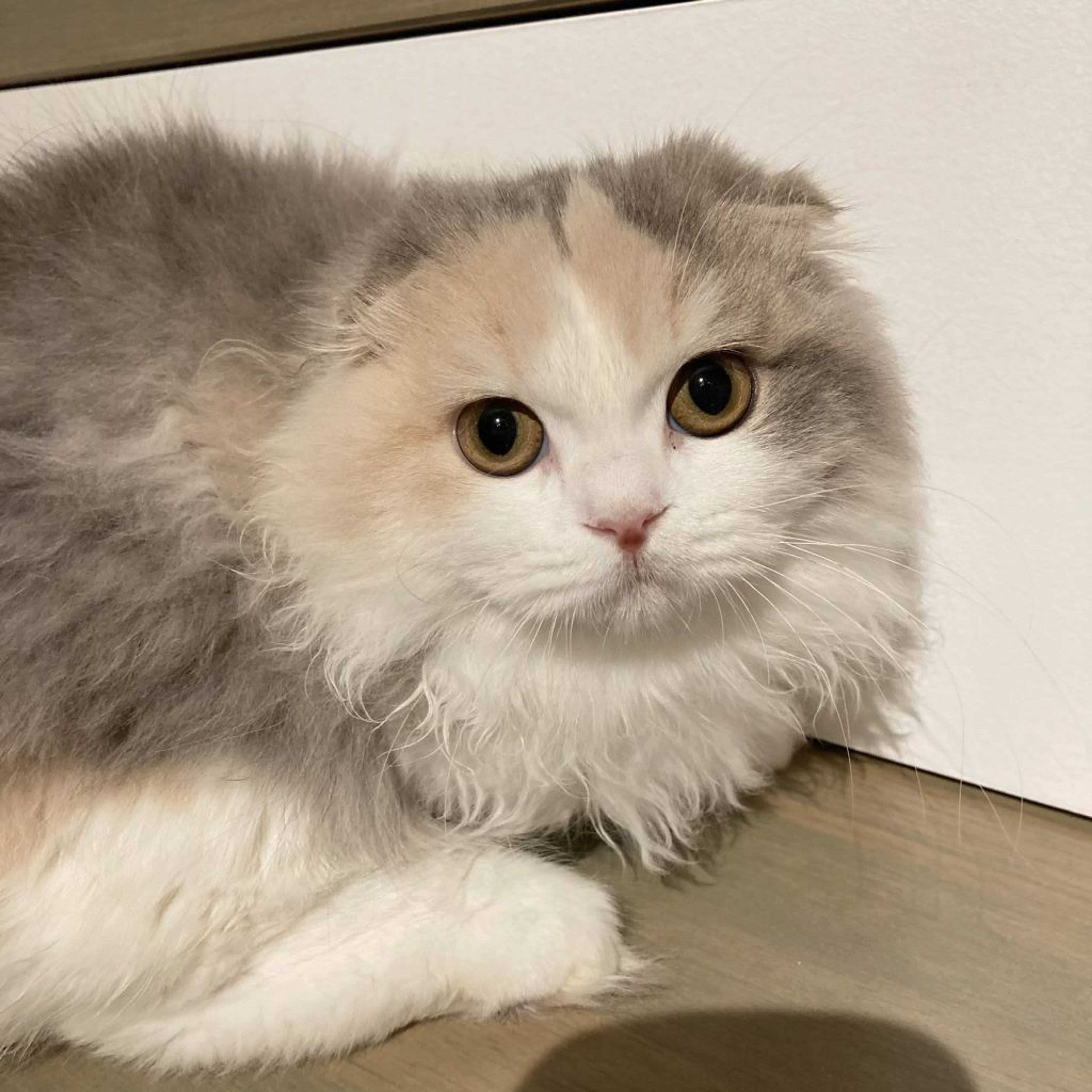 スコティッシュフォールド・メスの里親募集の写真