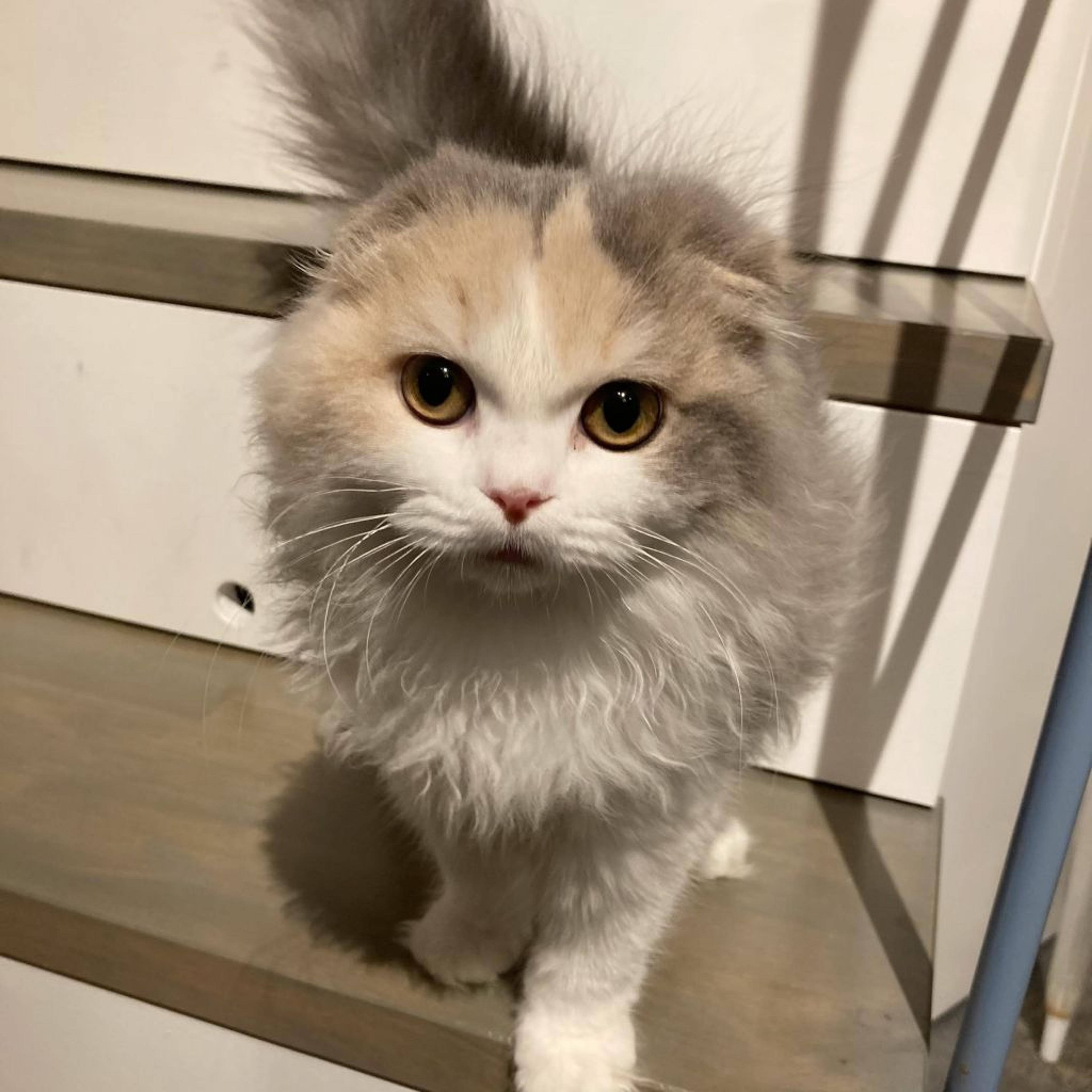 pet-image-2