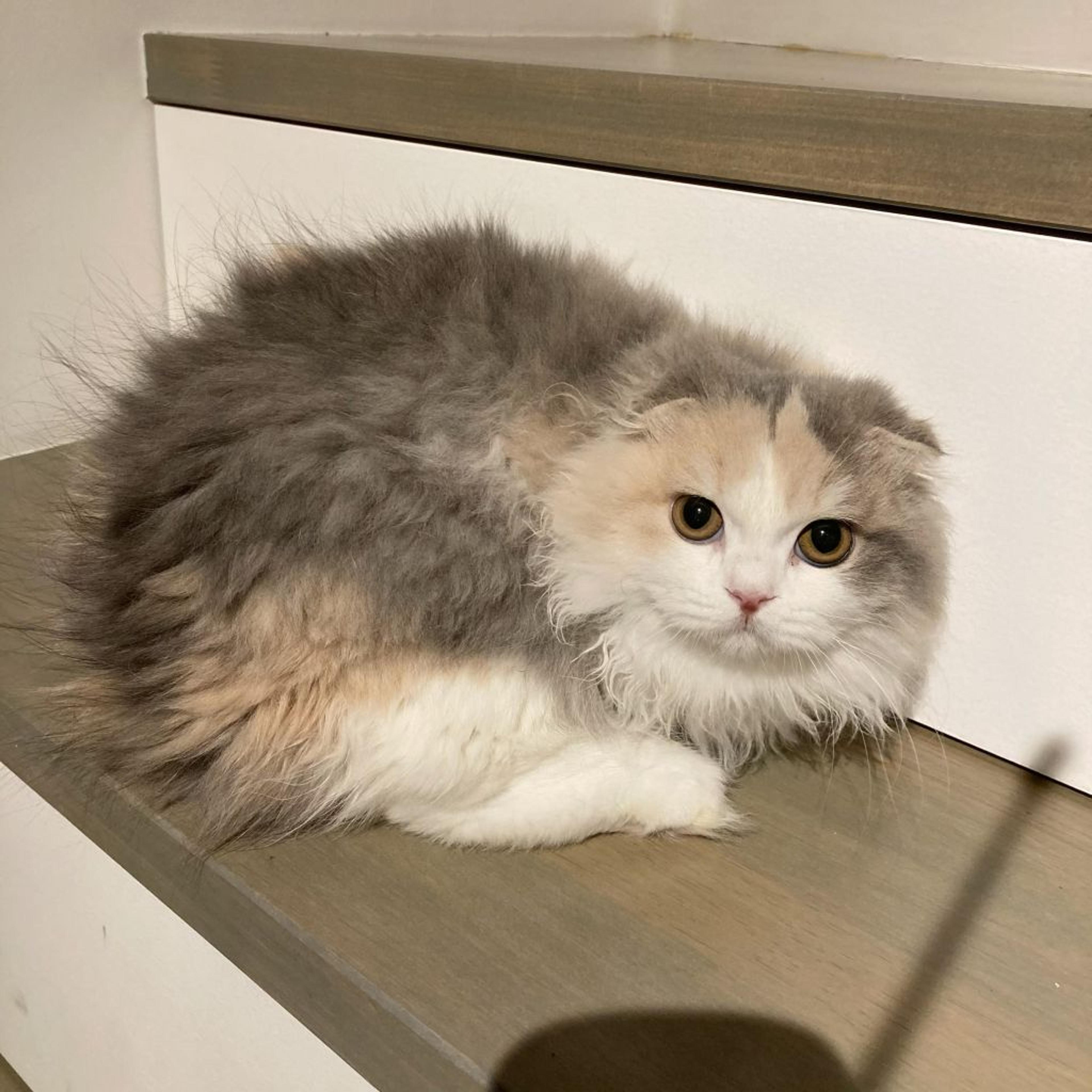 pet-image-3