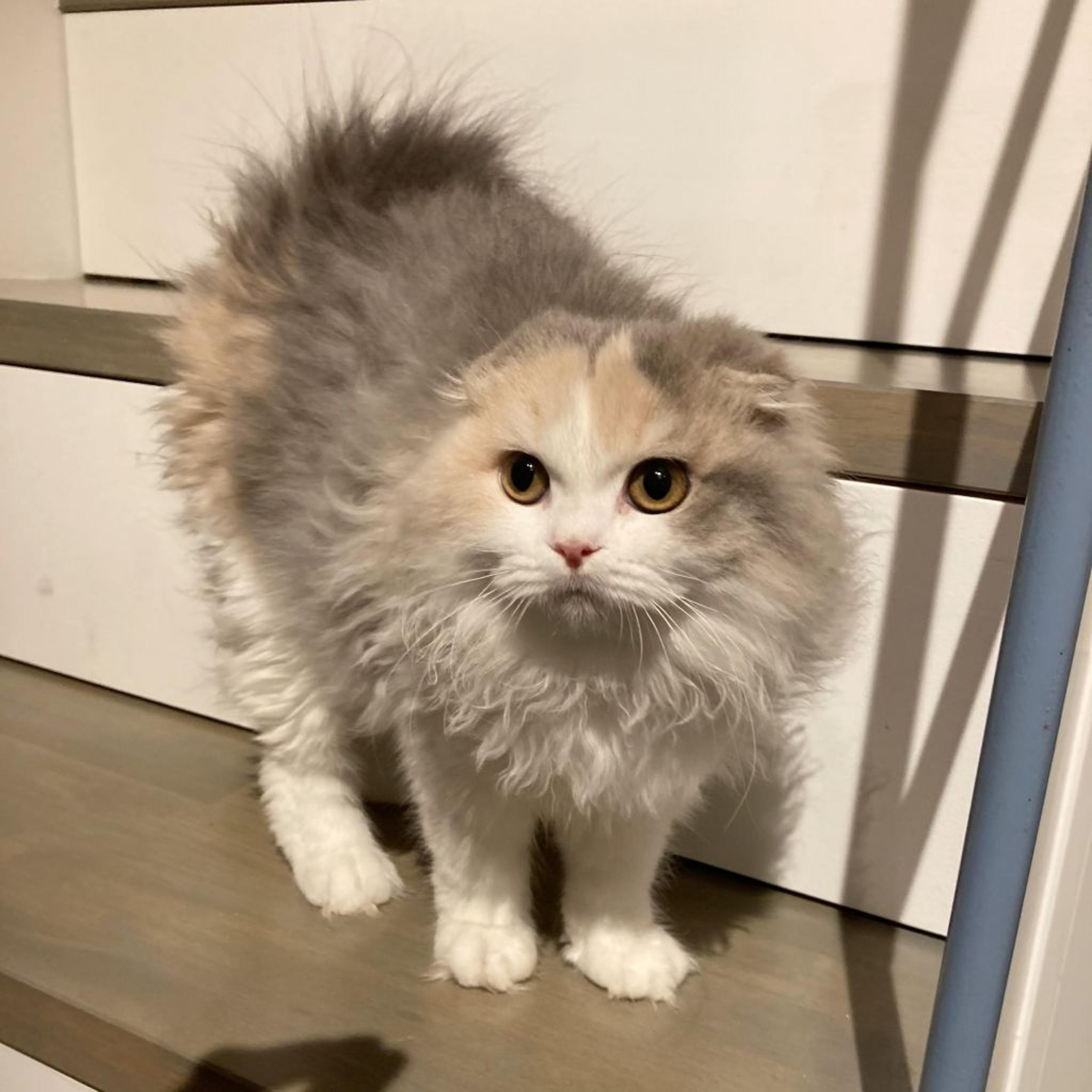 pet-image-4