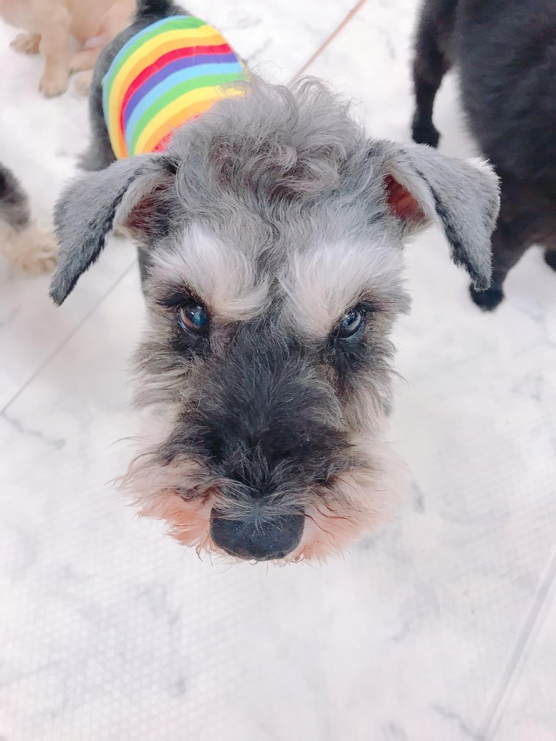 pet-image-2