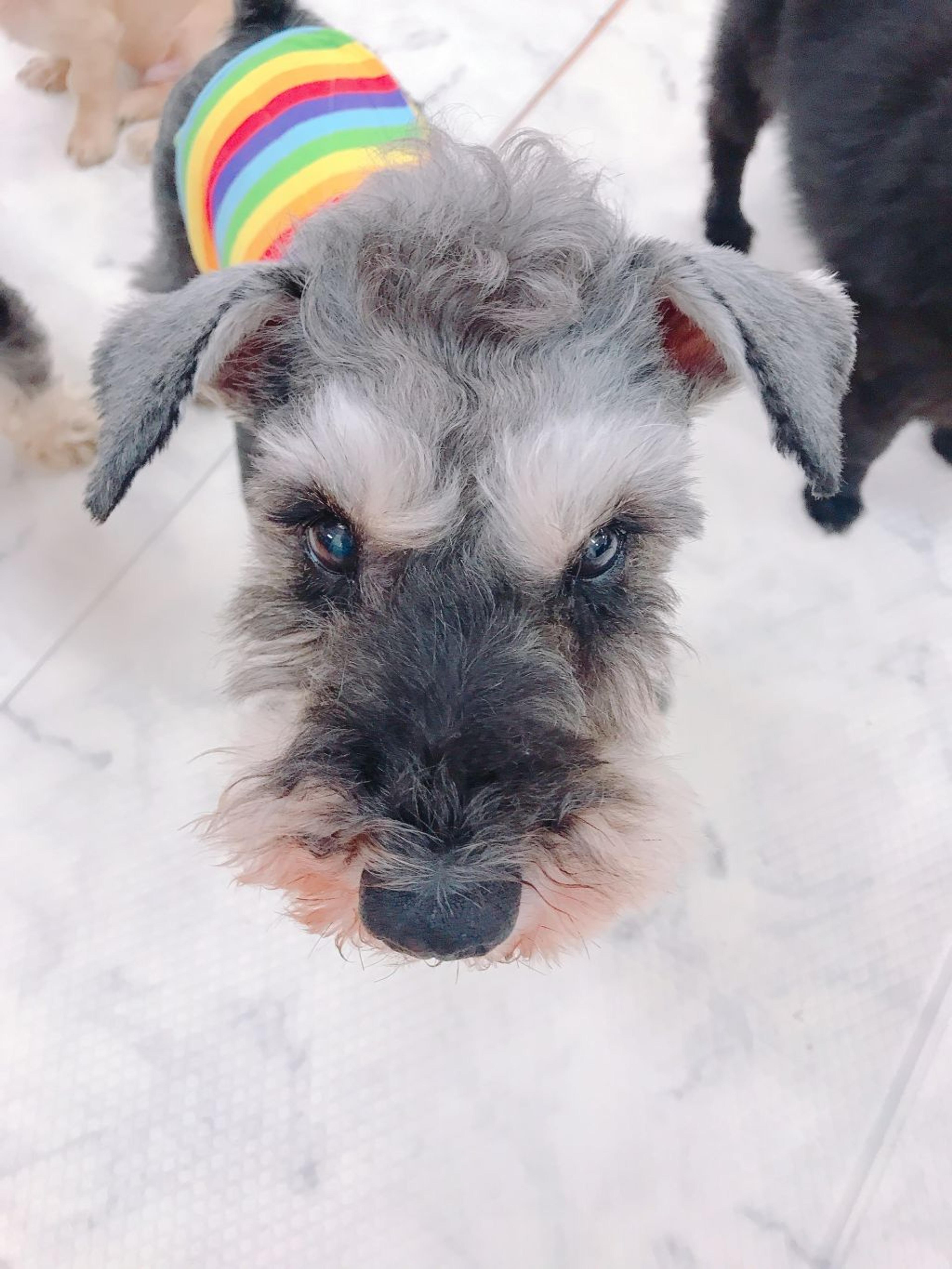 pet-image-2